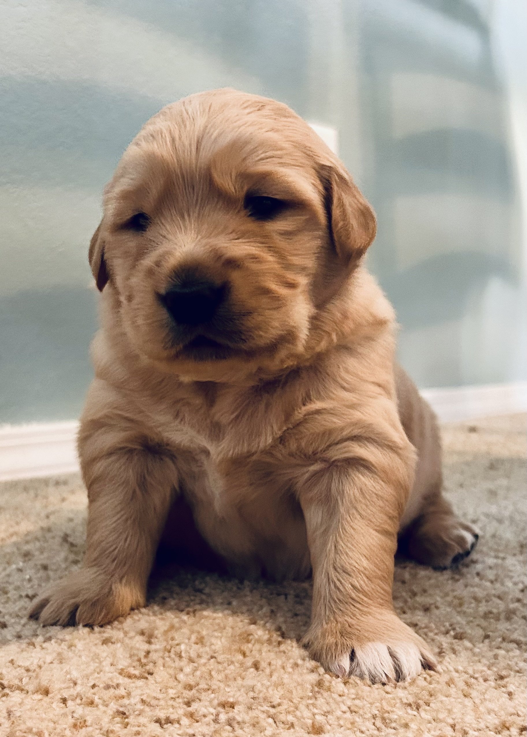 A cute, light brown puppy with floppy ears and a black nose sitting on a beige carpet with a soft green wall in the background.