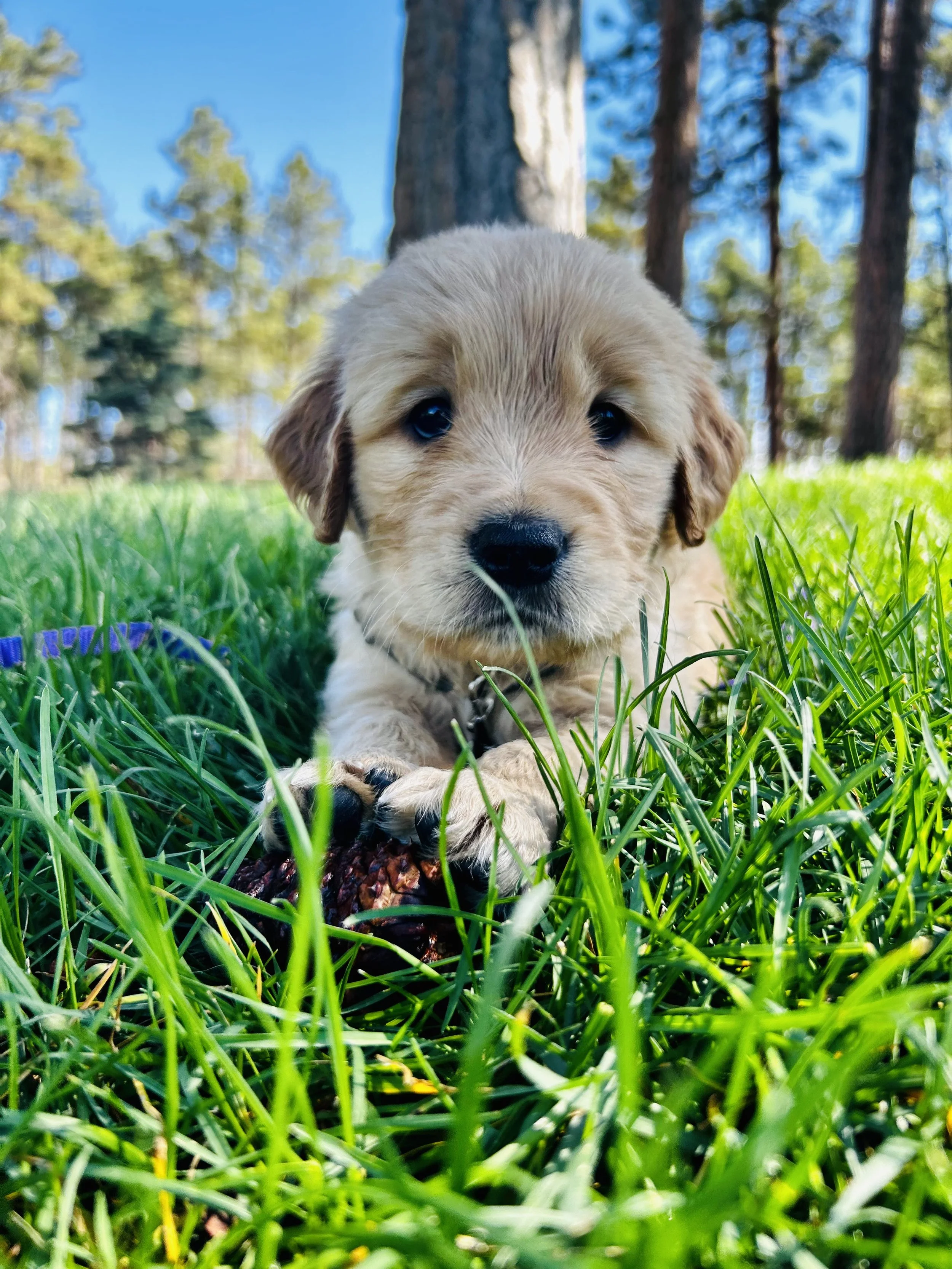 Cute light brown puppy lying on green grass with trees and blue sky in the background.