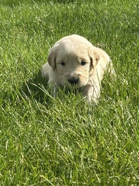 A light-colored puppy lying in green grass outdoors.