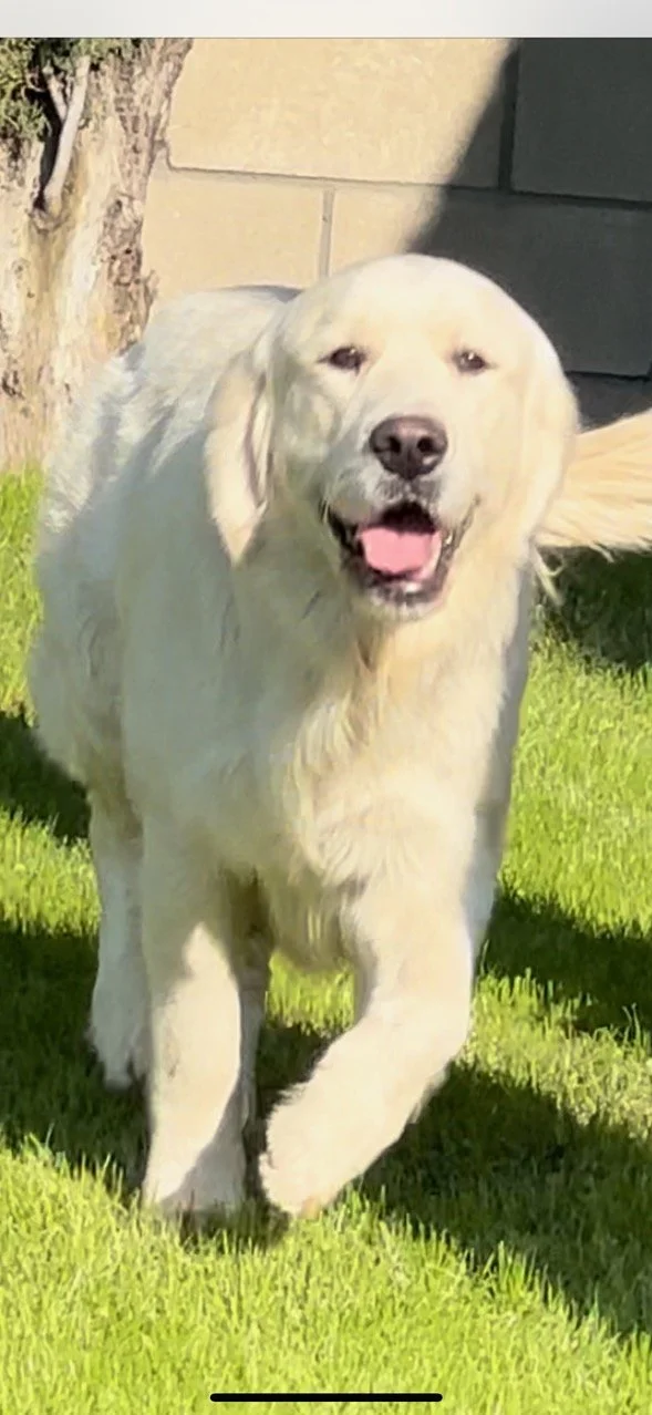 A golden retriever walking on green grass with a cheerful expression.