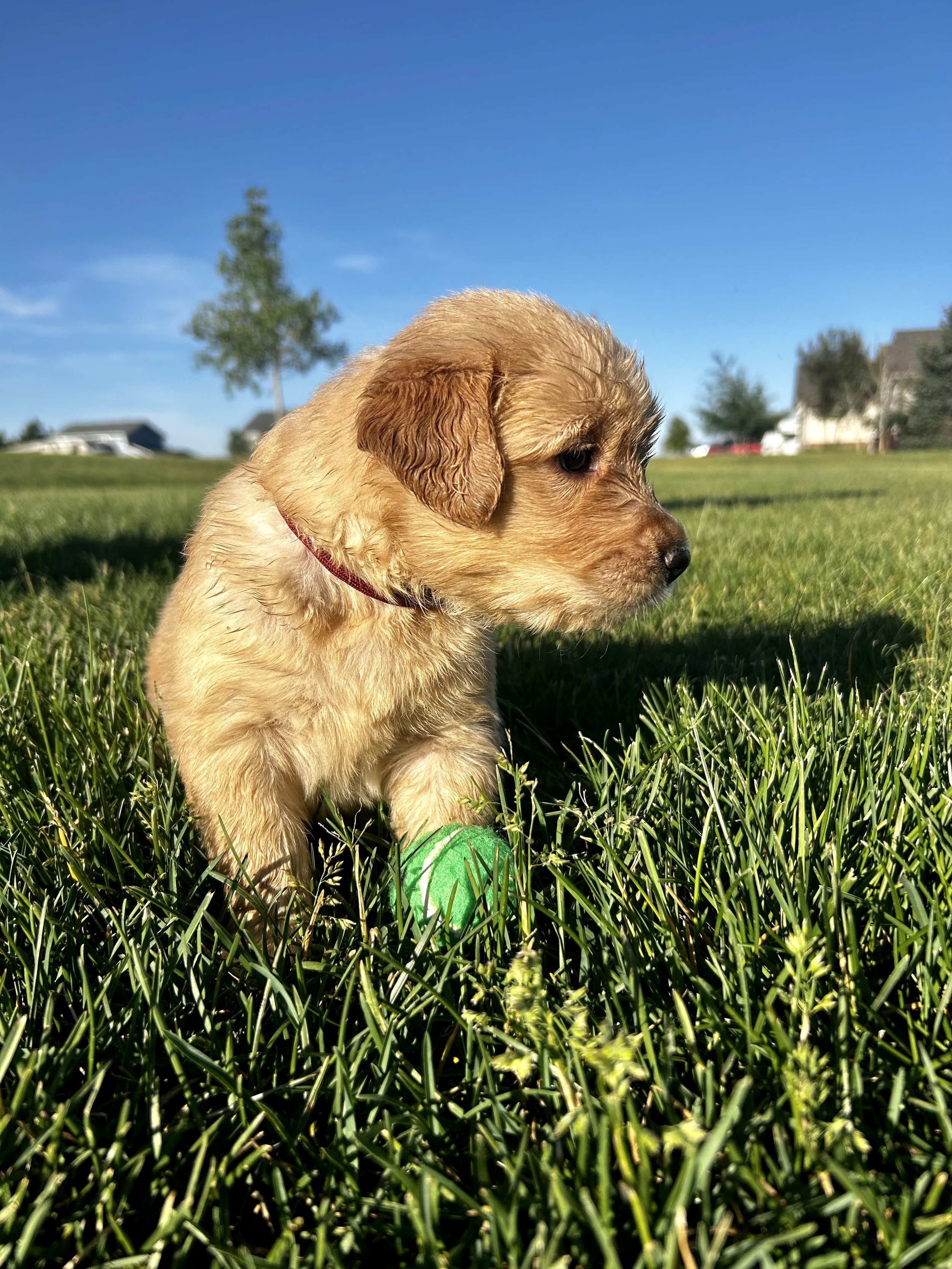 A golden puppy sitting on green grass with a green ball beneath its paw, under a clear blue sky with trees and houses in the background.