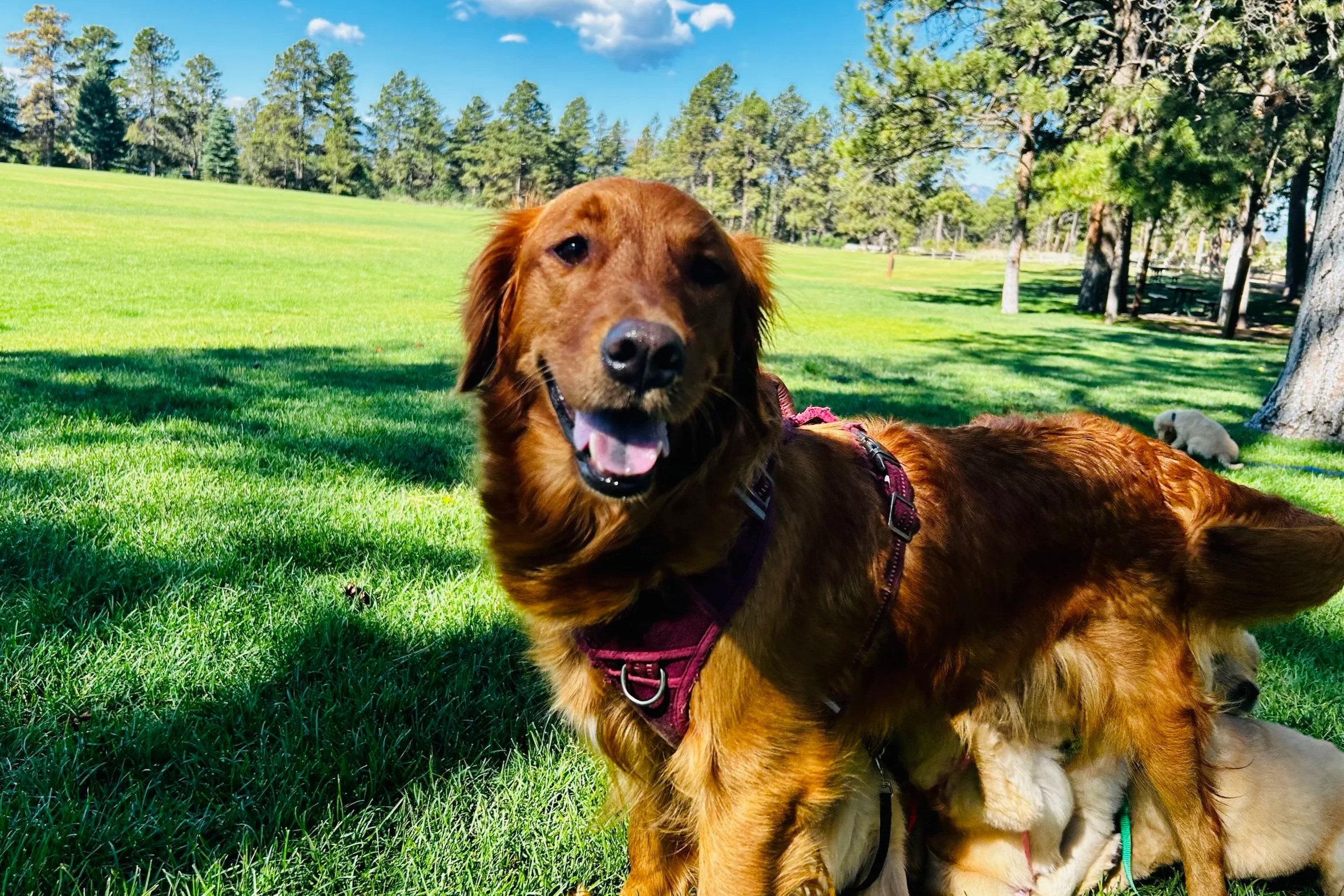 A happy golden retriever lying on green grass in a park with tall trees and blue sky in the background.