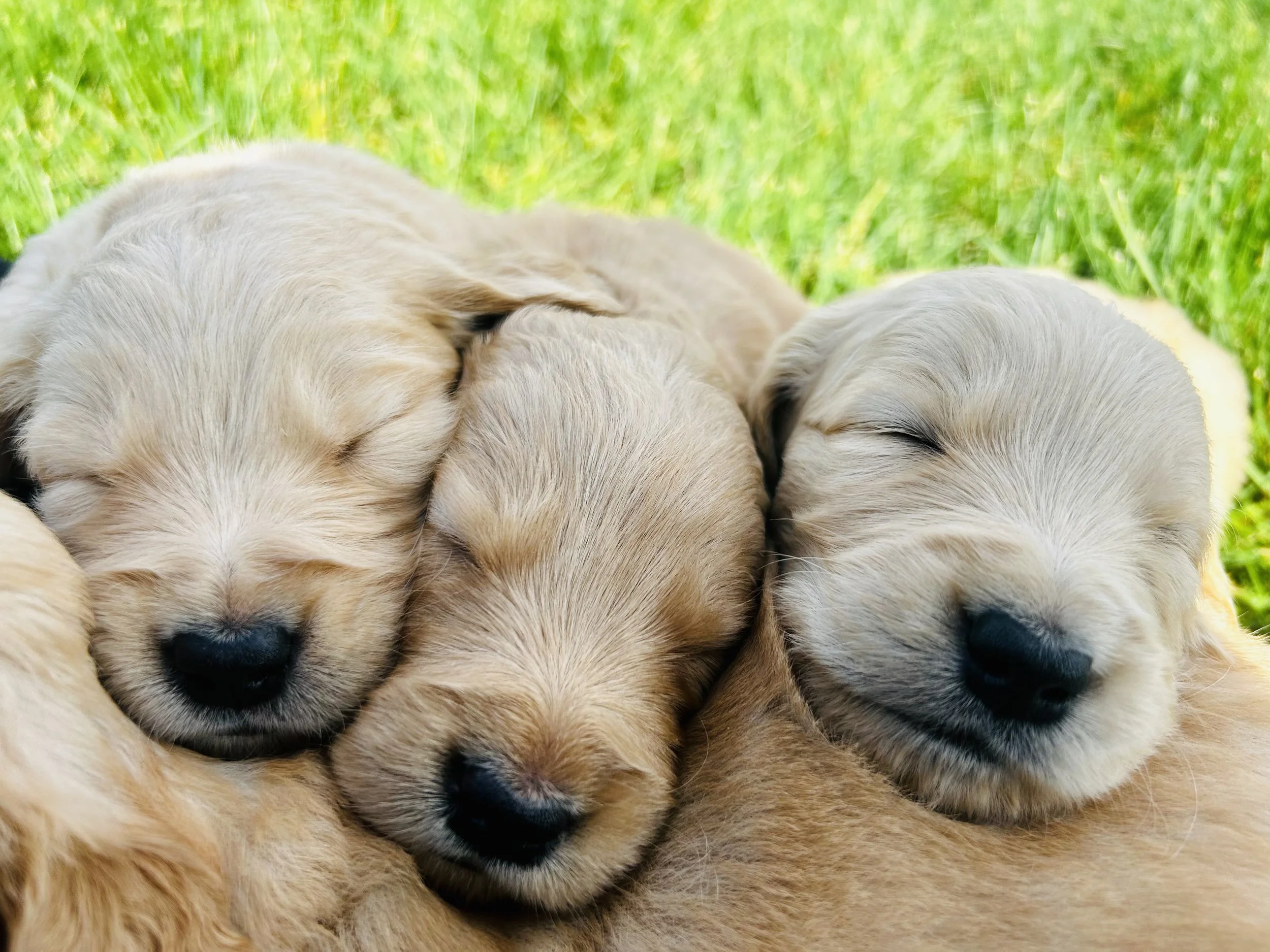 Close-up of several golden retriever puppies sleeping closely together on green grass.