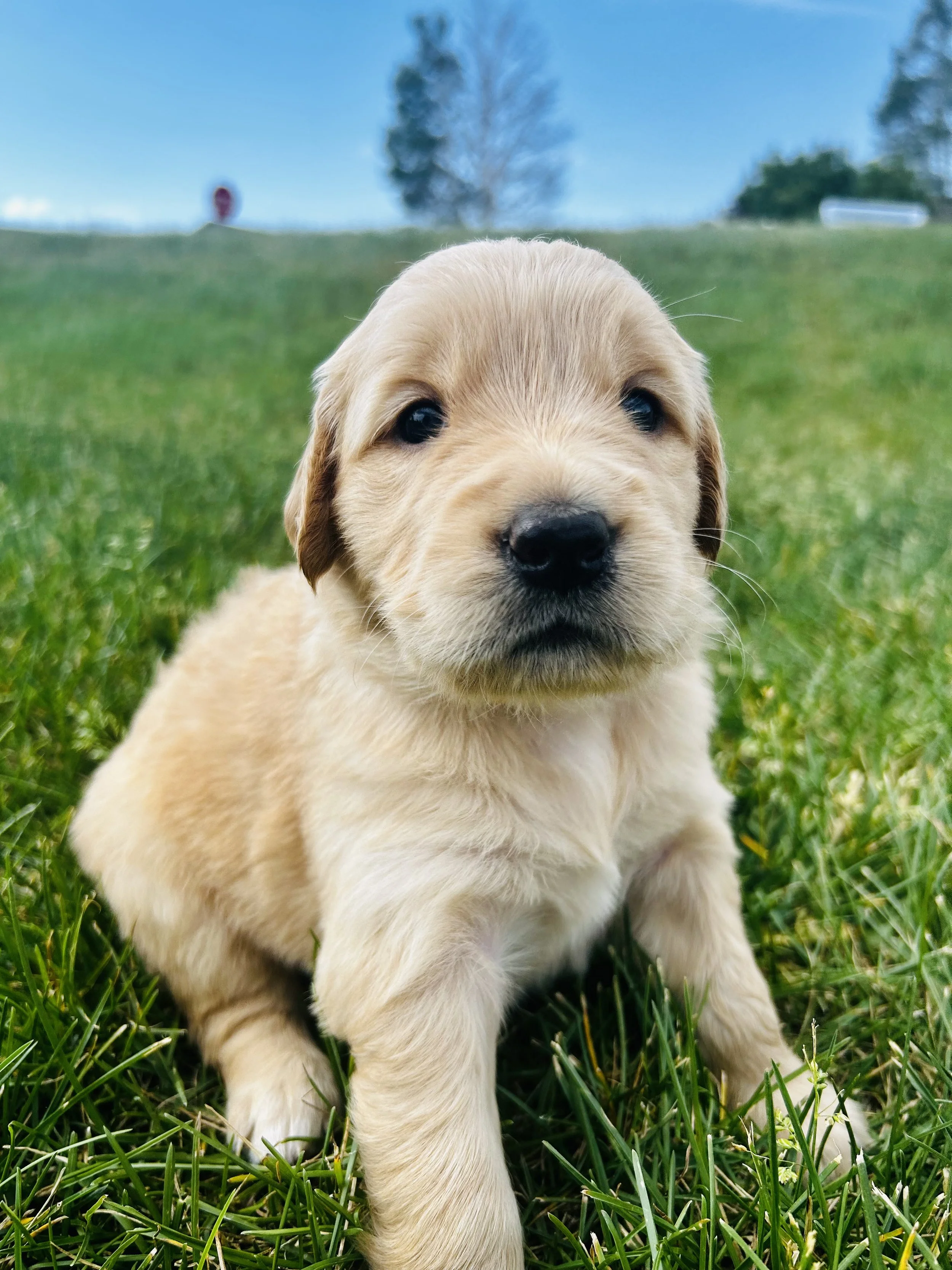 Close-up of a golden retriever puppy sitting in green grass outdoors with a blue sky and trees in the background.