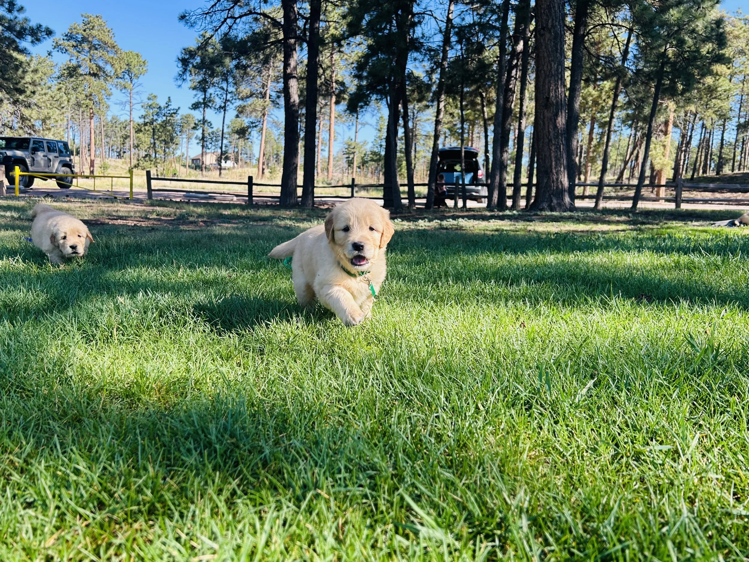 Two puppies playing on green grass in a park with tall trees and a car in the background under a clear blue sky.