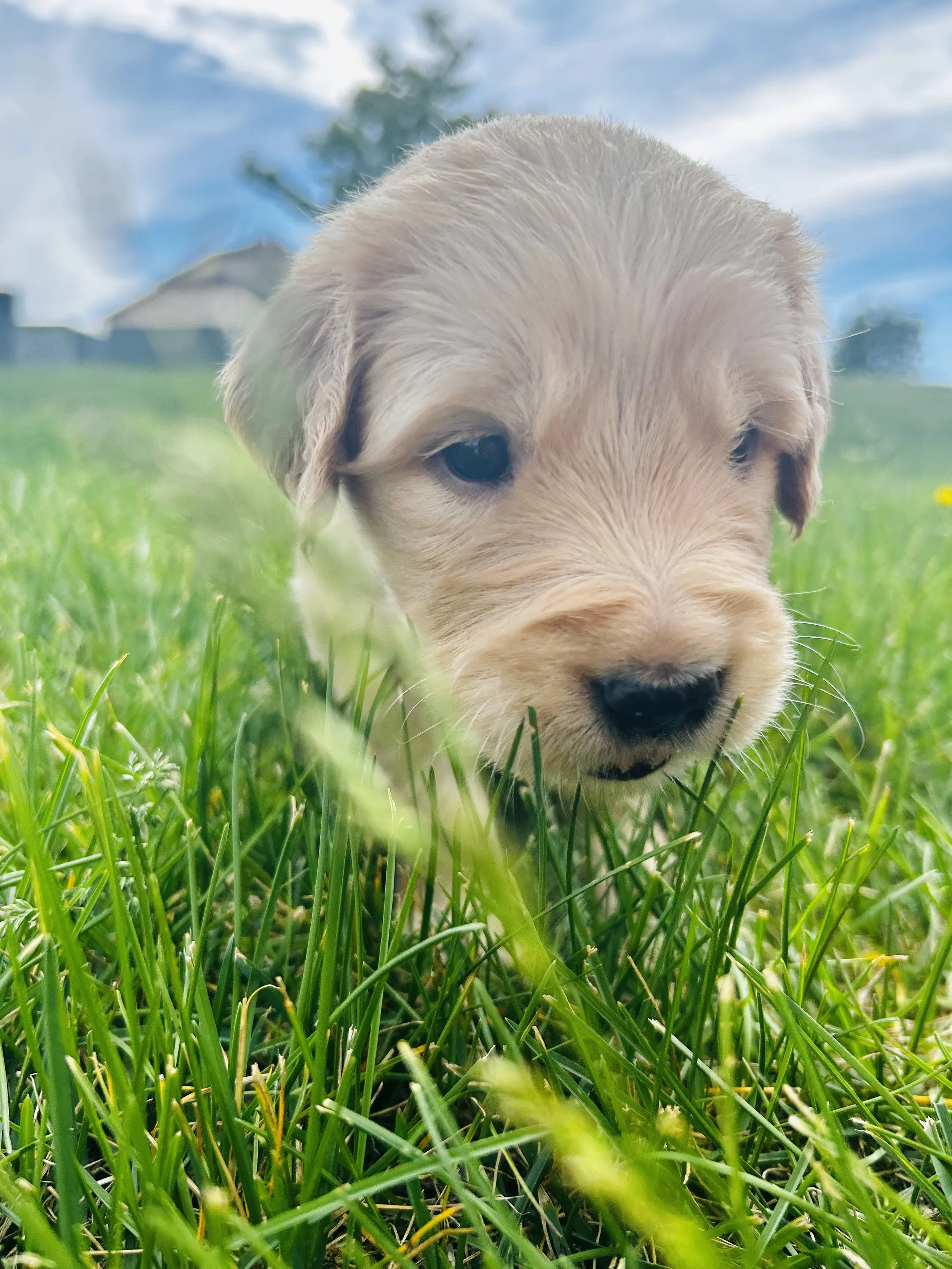 Close-up of a puppy with light-colored fur walking through green grass outdoors, with a cloudy sky in the background.