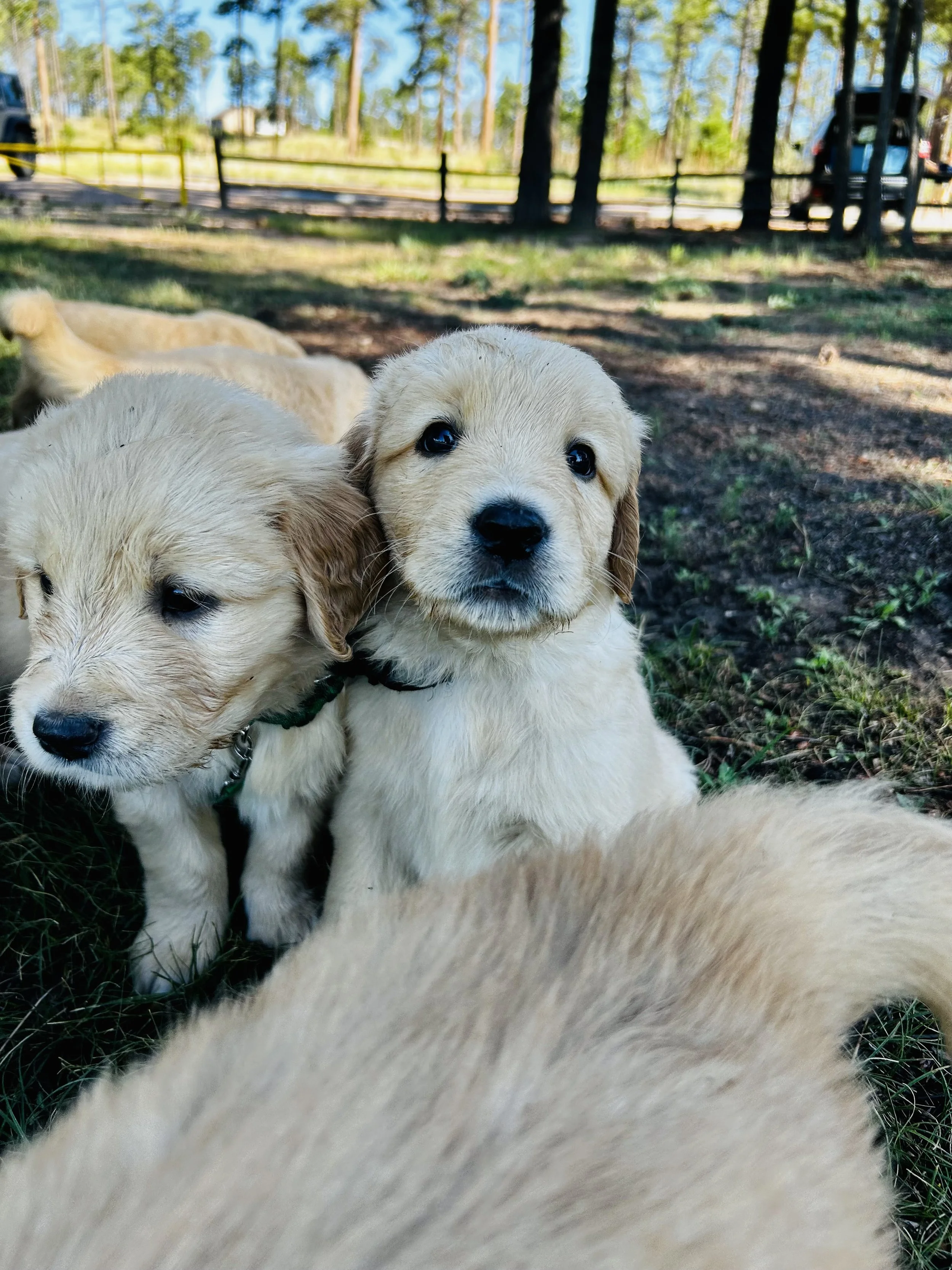 Close-up of three adorable golden retriever puppies sitting on grass in a park with trees and a wooden fence in the background.
