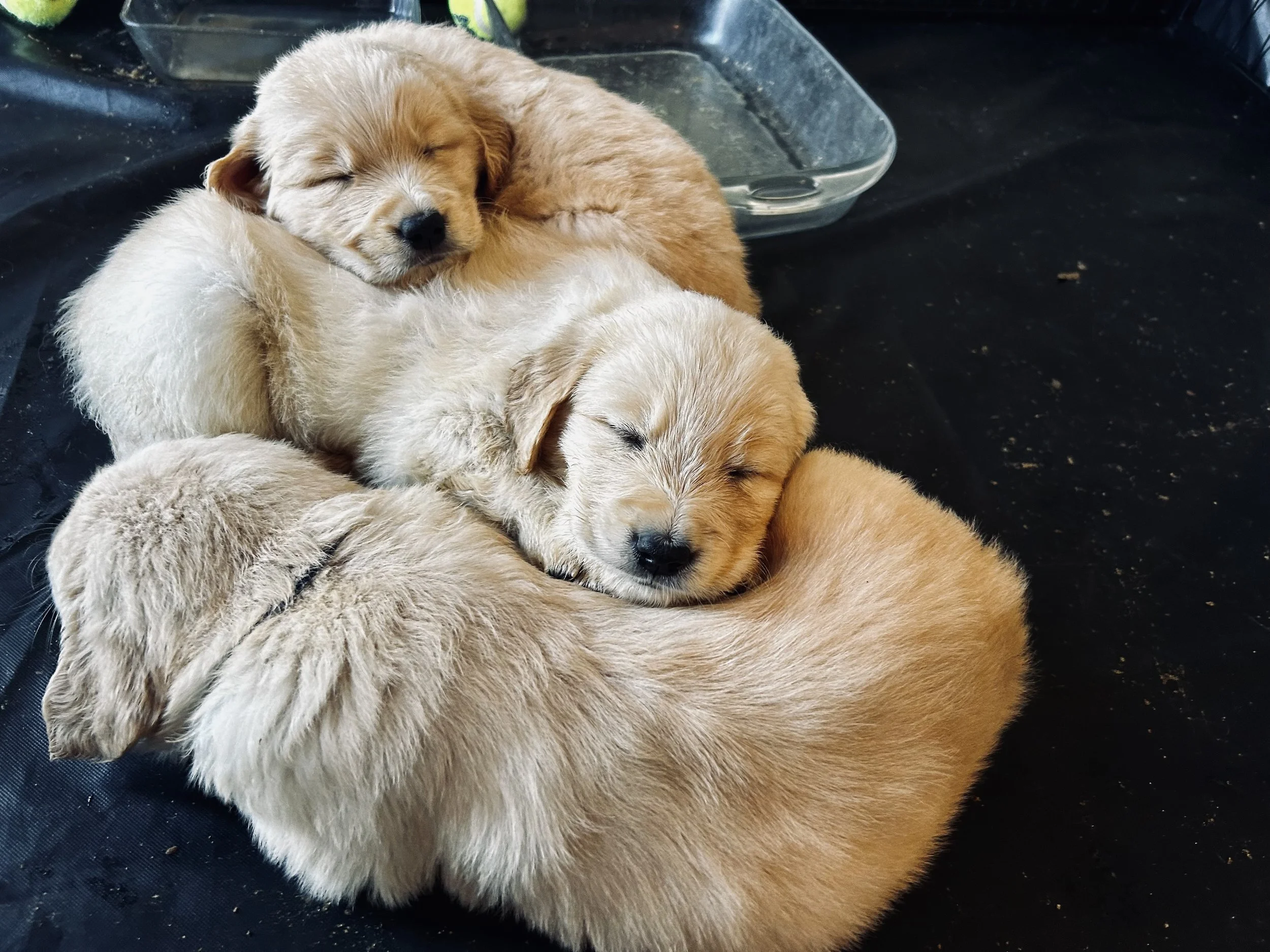 Three golden retriever puppies sleeping on a black surface with a plastic water dish in the background.