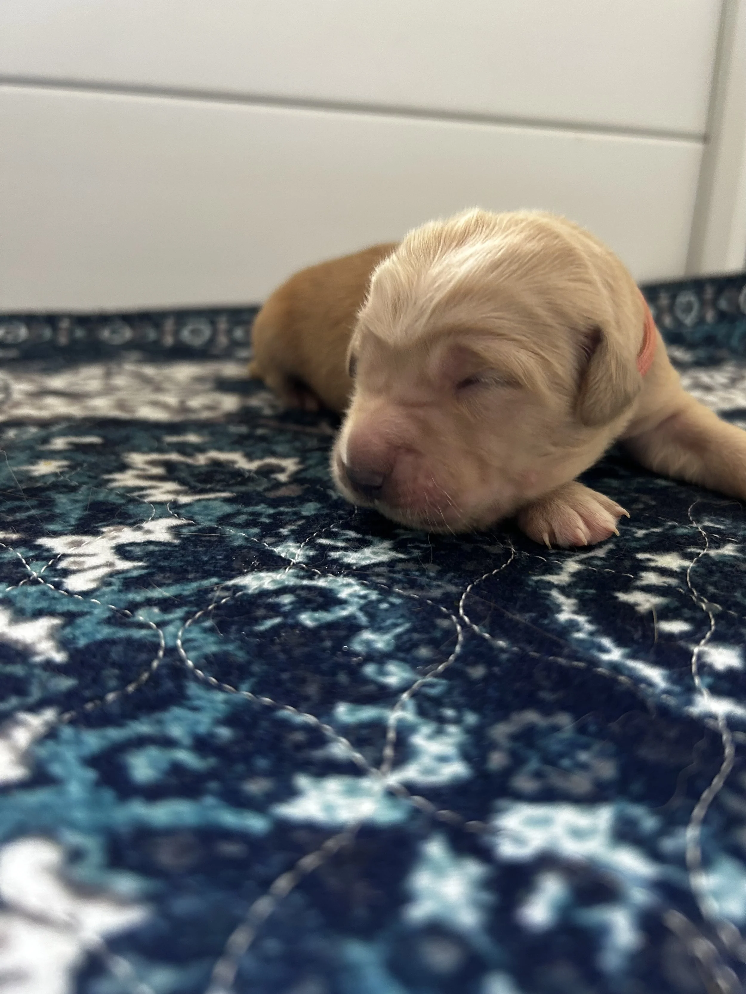 A tiny golden retriever puppy is sleeping on a patterned dark blue and black blanket.