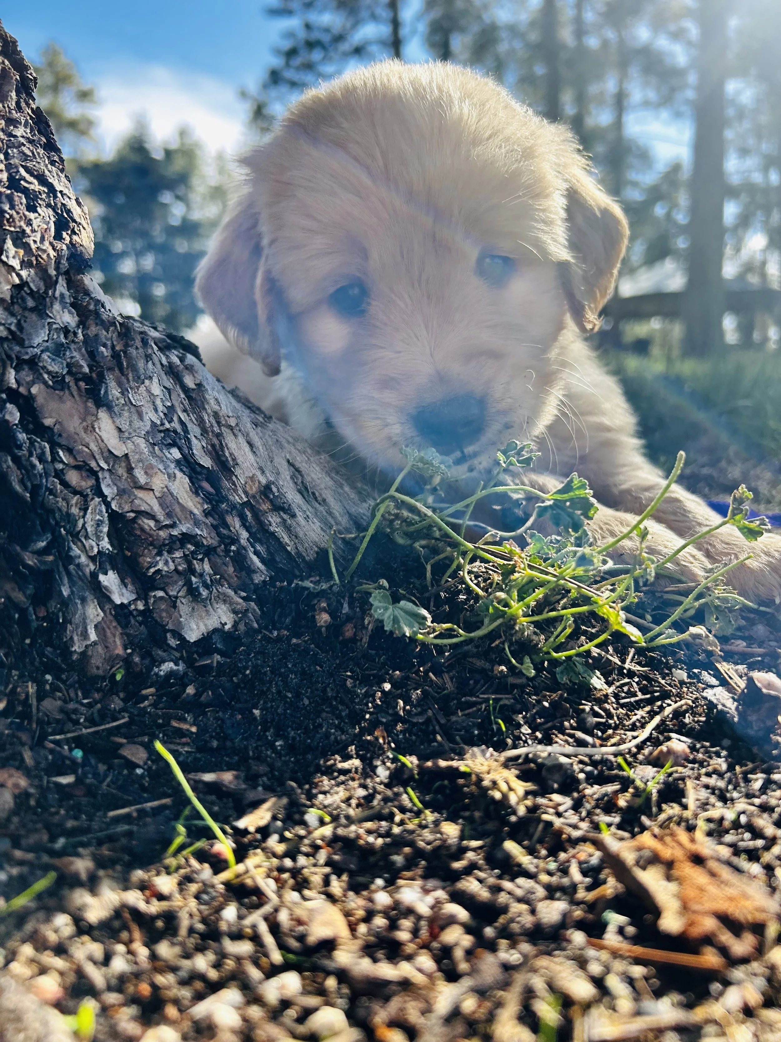Close-up of a puppy lying on the ground near a tree in a forested area with sunlight filtering through the trees.