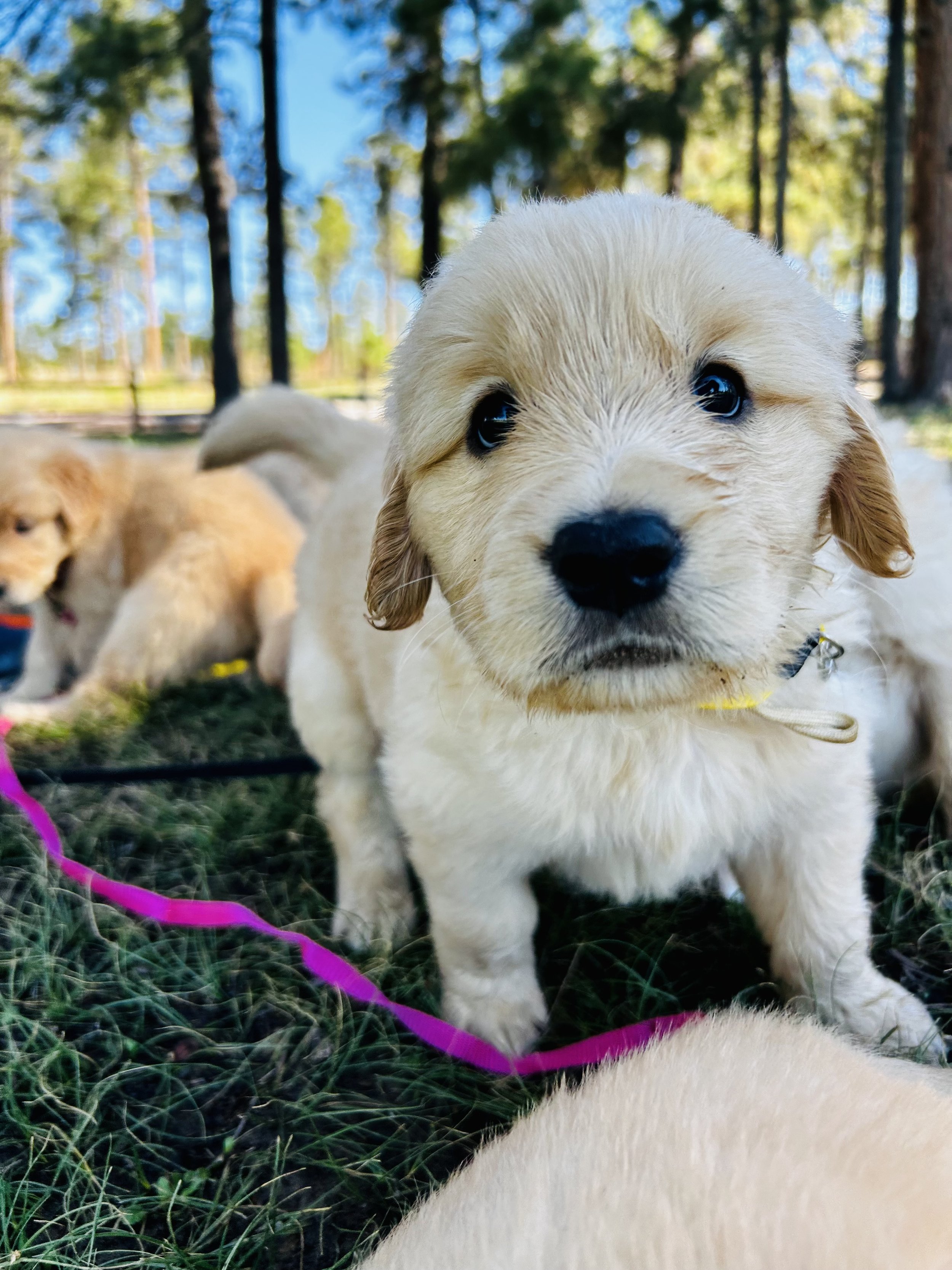 Close-up of a cute golden retriever puppy with blue eyes, standing outdoors on grass with trees in the background, wearing a yellow collar. Other puppies are partially visible in the background.