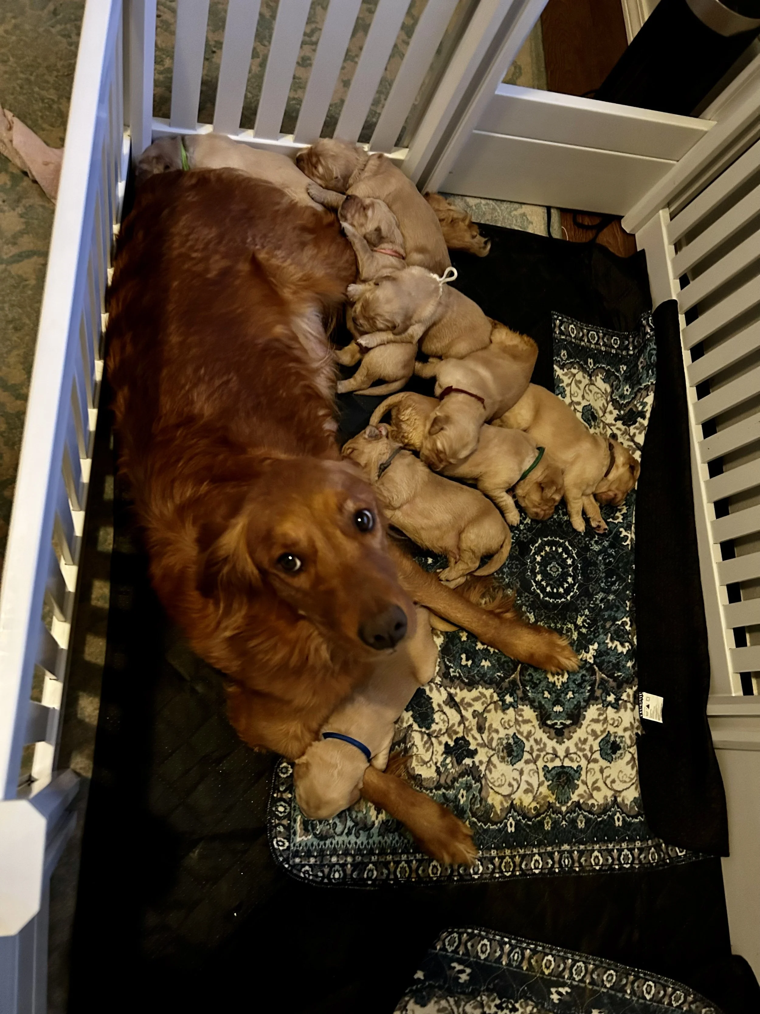 A large adult golden retriever dog and several puppies, some sleeping and some awake, lying on a black mat inside a crate with white bars. The puppies are golden or light brown, some with colored collars. The crate has a decorative rug underneath.