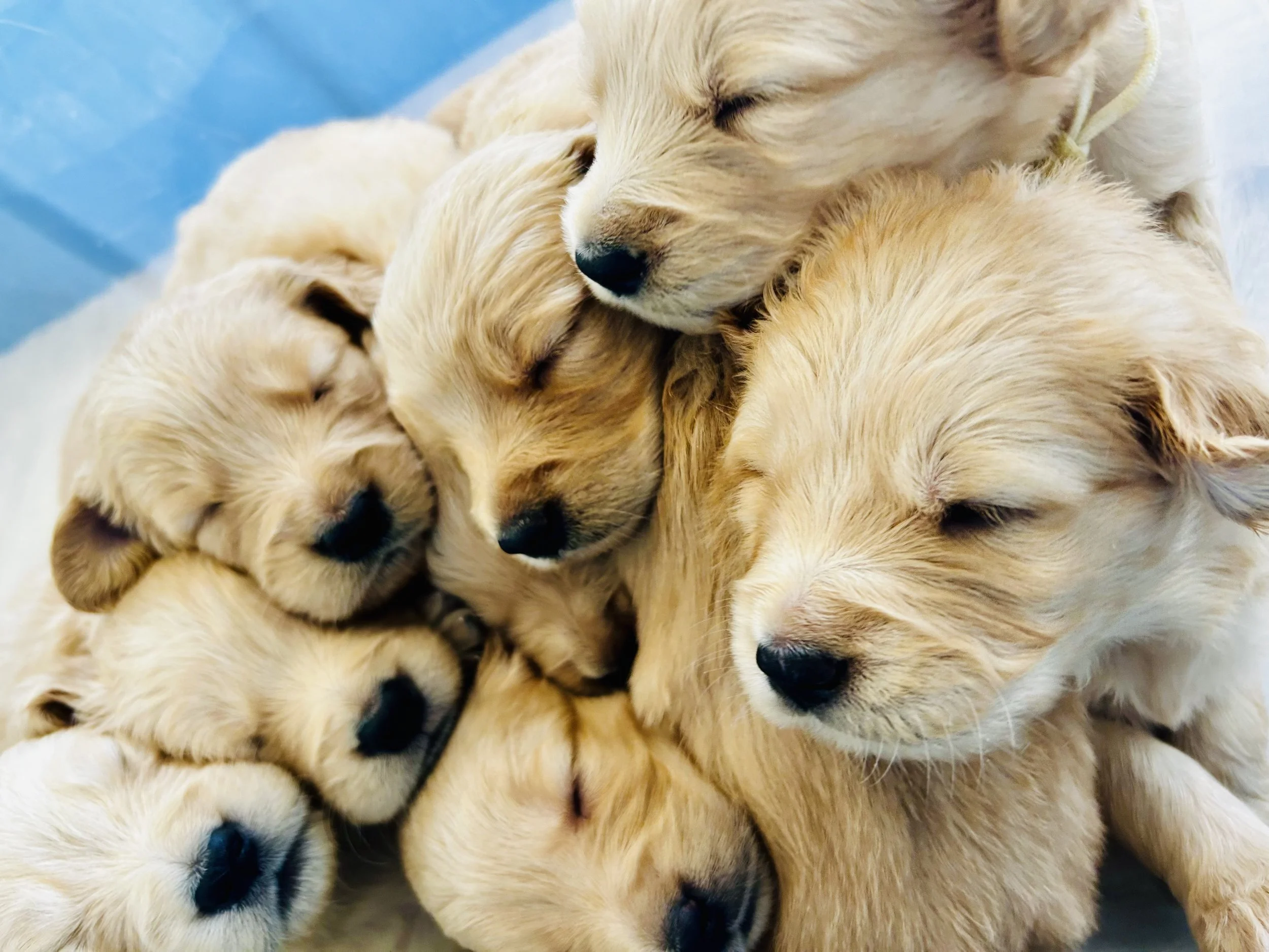 Multiple golden retriever puppies sleeping closely together with their eyes closed.