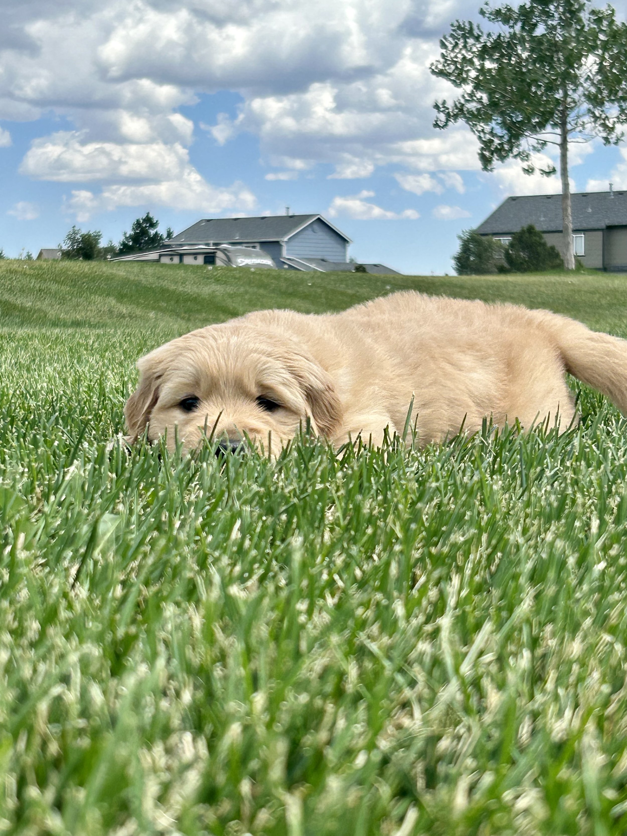 A tan puppy lying on green grass with houses, trees, and a partly cloudy sky in the background.