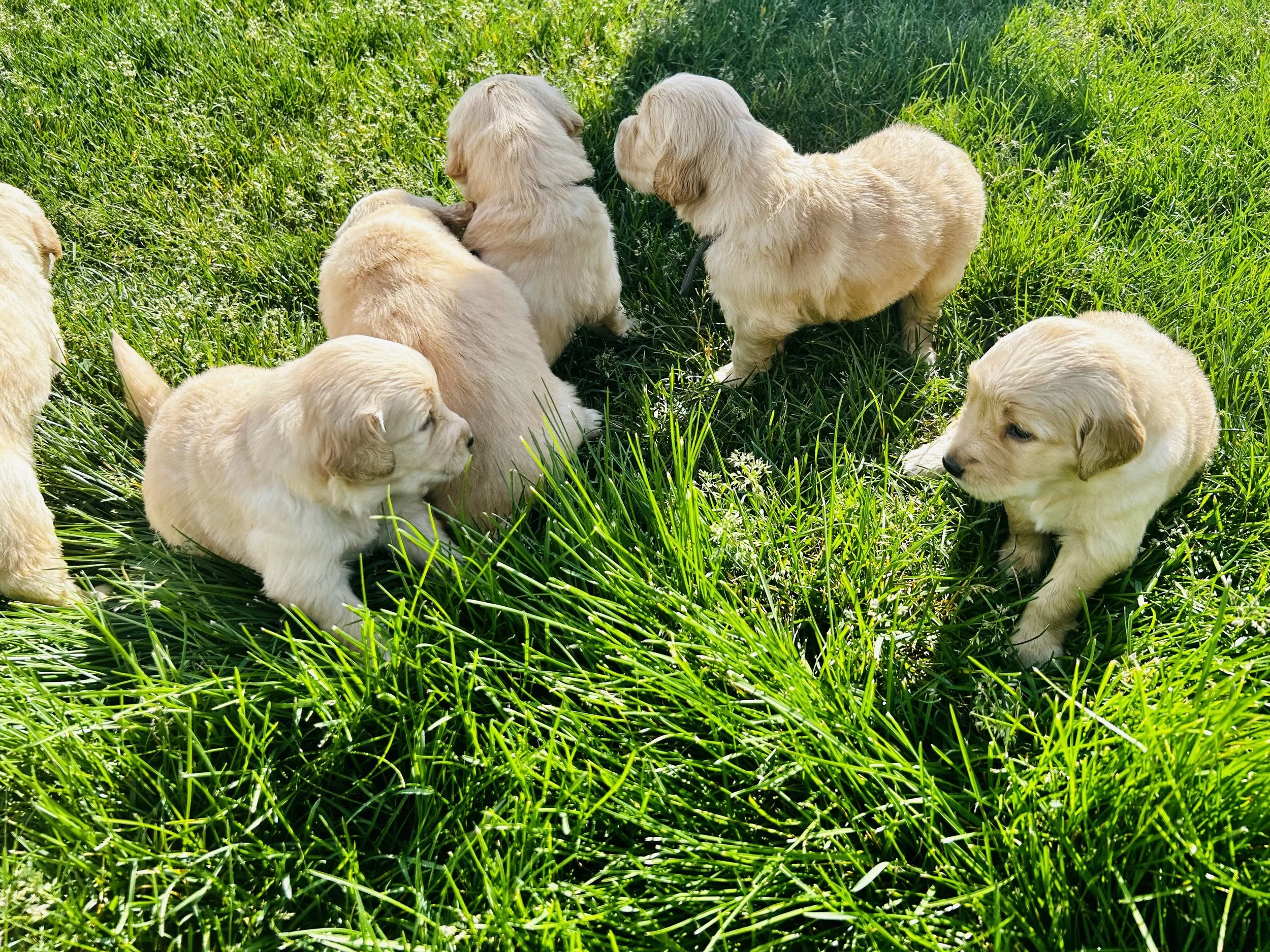 Five yellow puppies with floppy ears sitting and lying in bright green grass on a sunny day.