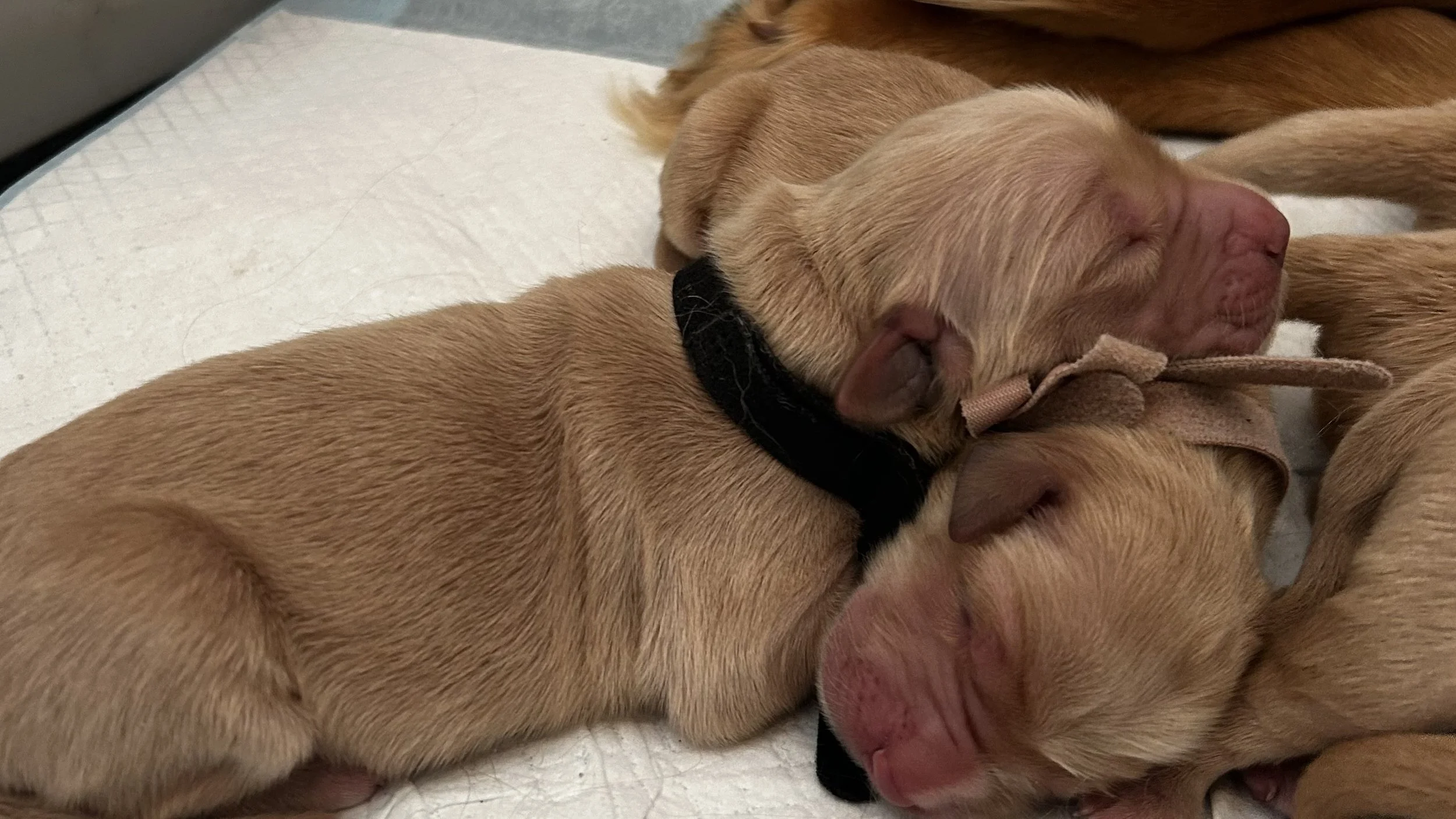 Multiple tan puppies sleeping closely together on a white surface.