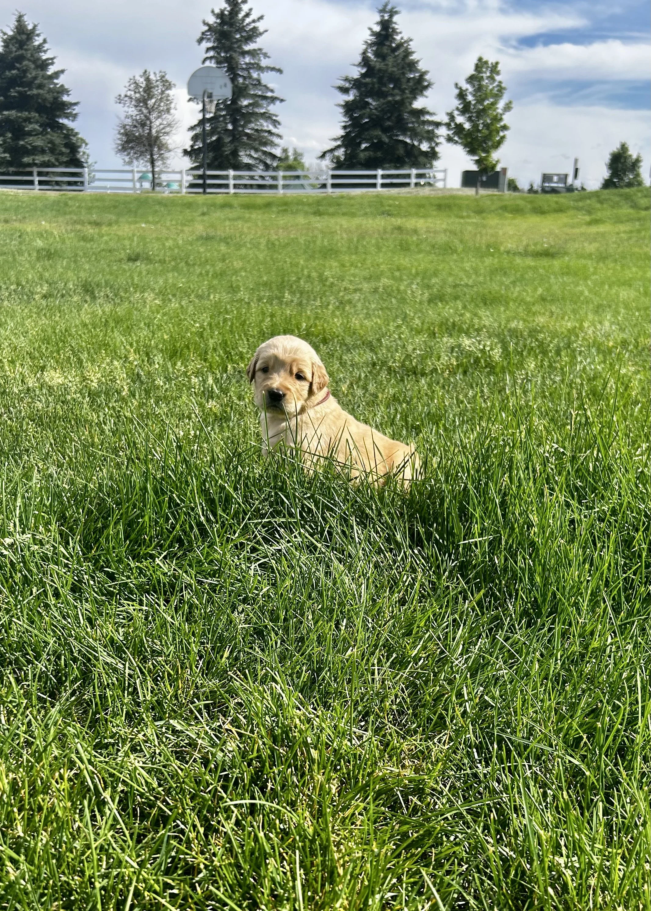 A young puppy lying in tall grass in a park or yard, with trees, a white fence, and a basketball hoop in the background, under a partly cloudy sky.