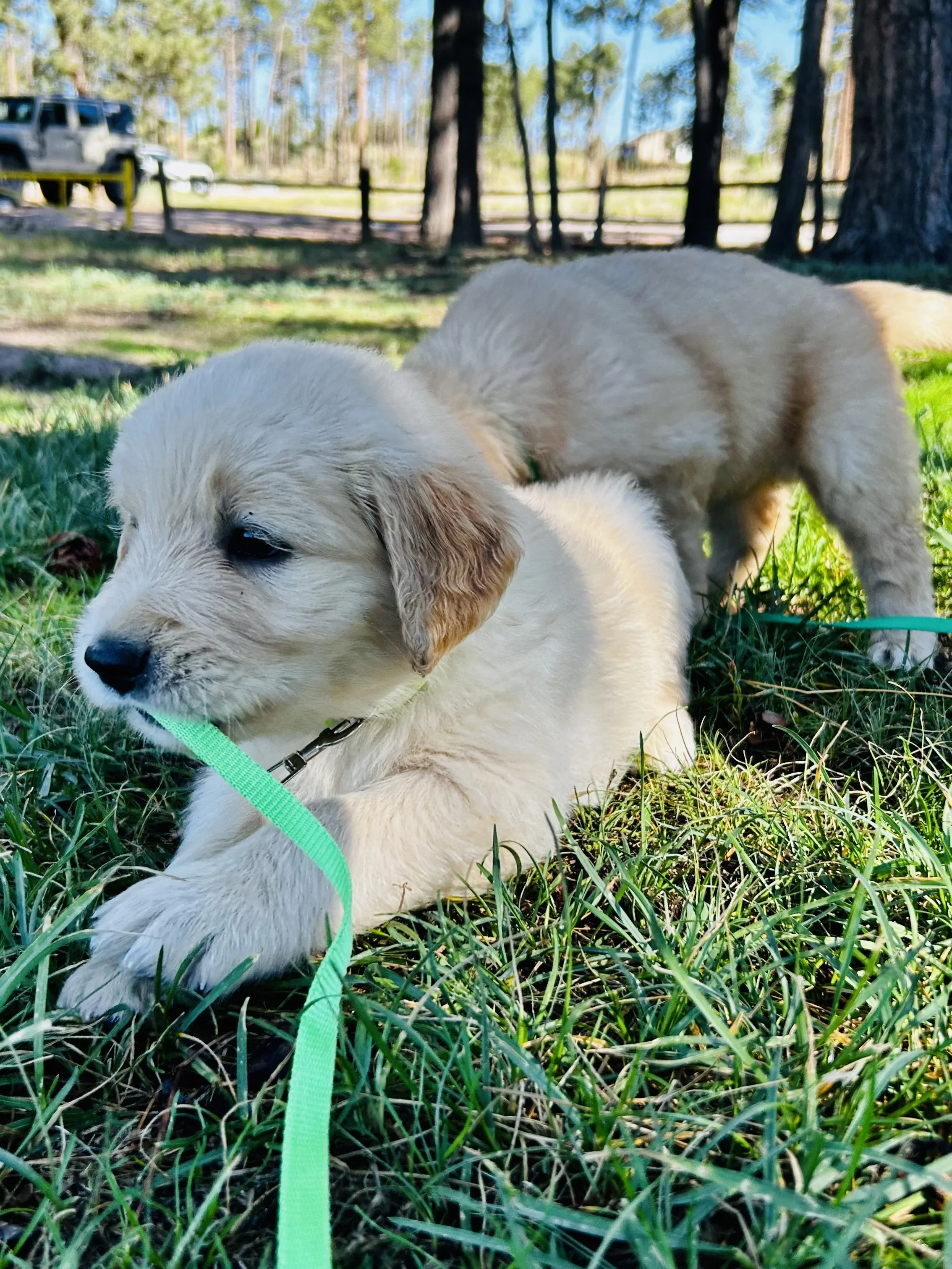 Two light-colored puppies with a green leash lying on green grass in a park with trees and a wooden fence in the background.