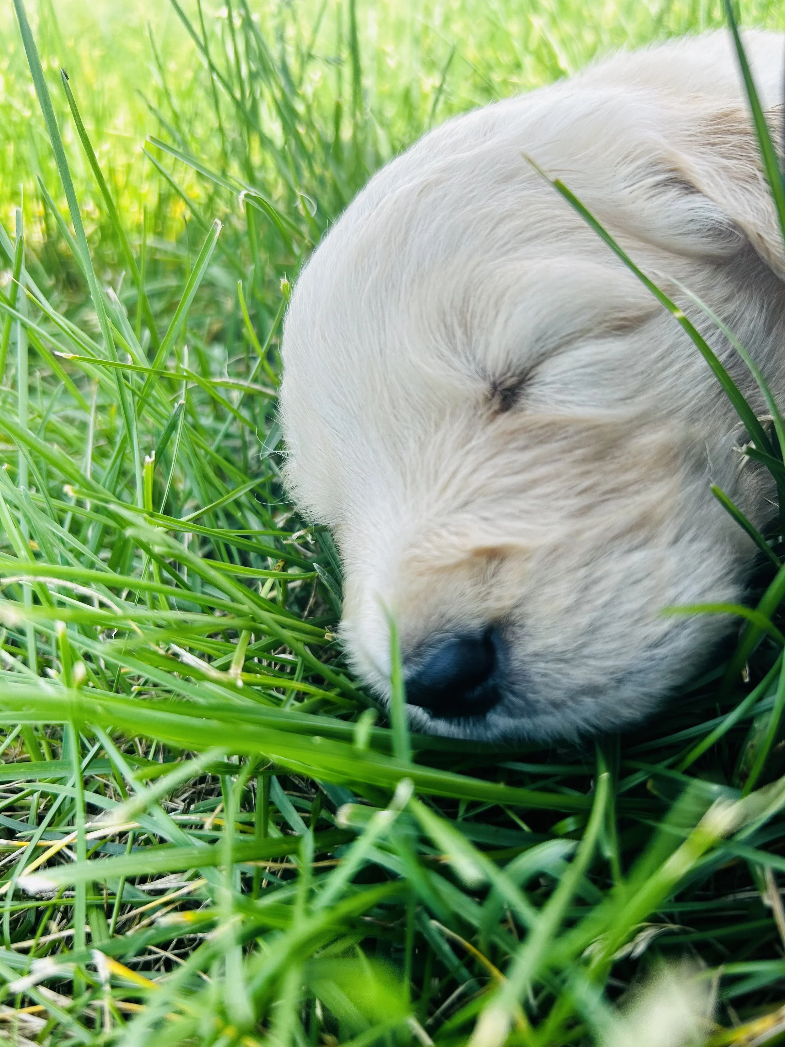 A sleeping puppy lying on green grass.