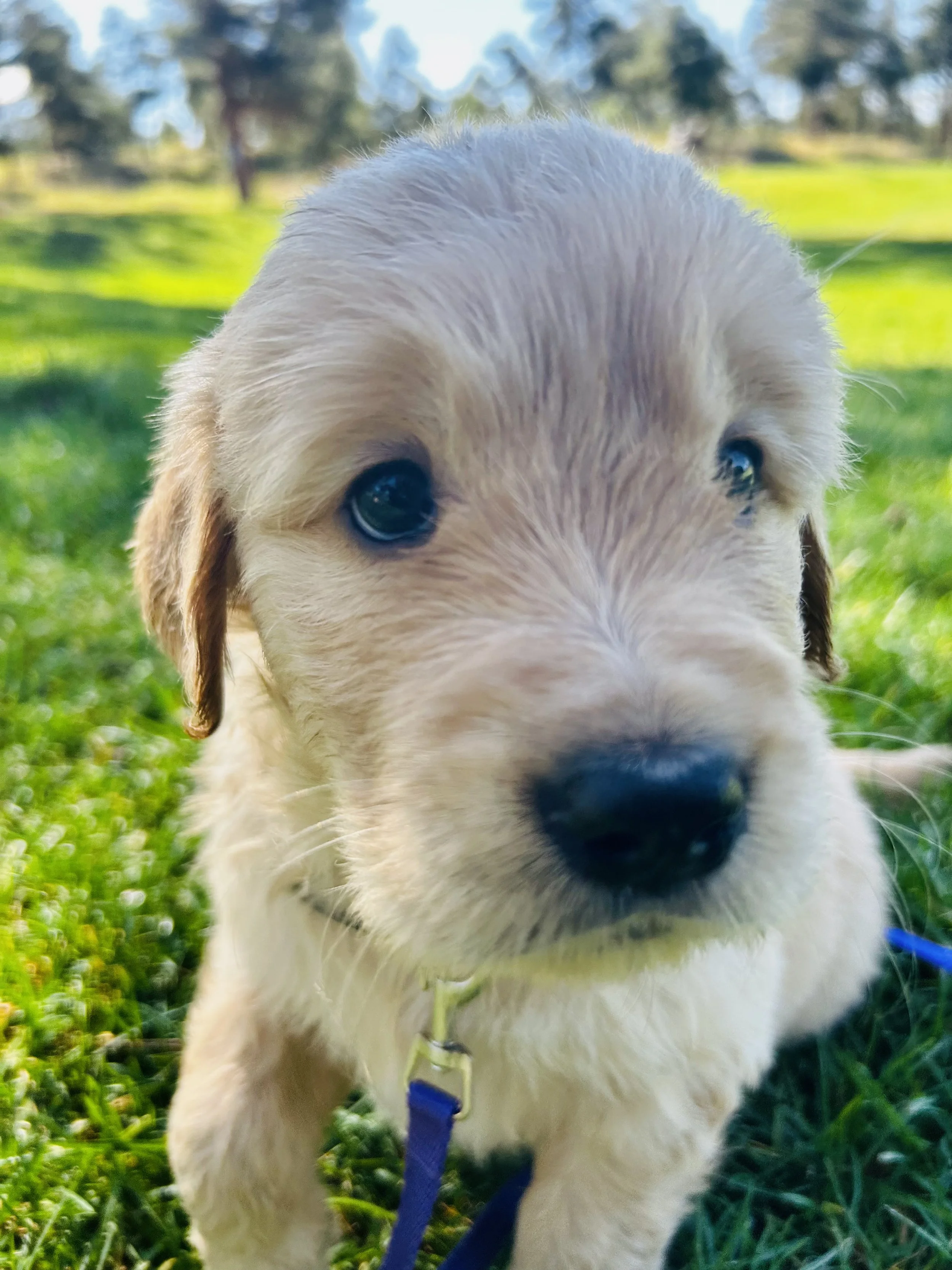 Close-up of a puppy with a white coat and black nose, outdoors on green grass with blurred trees in the background.