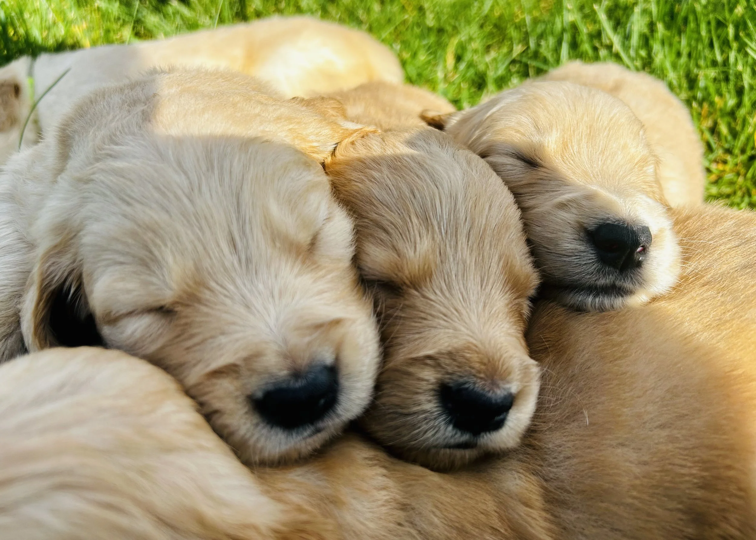A group of golden retriever puppies sleeping closely together on grass.