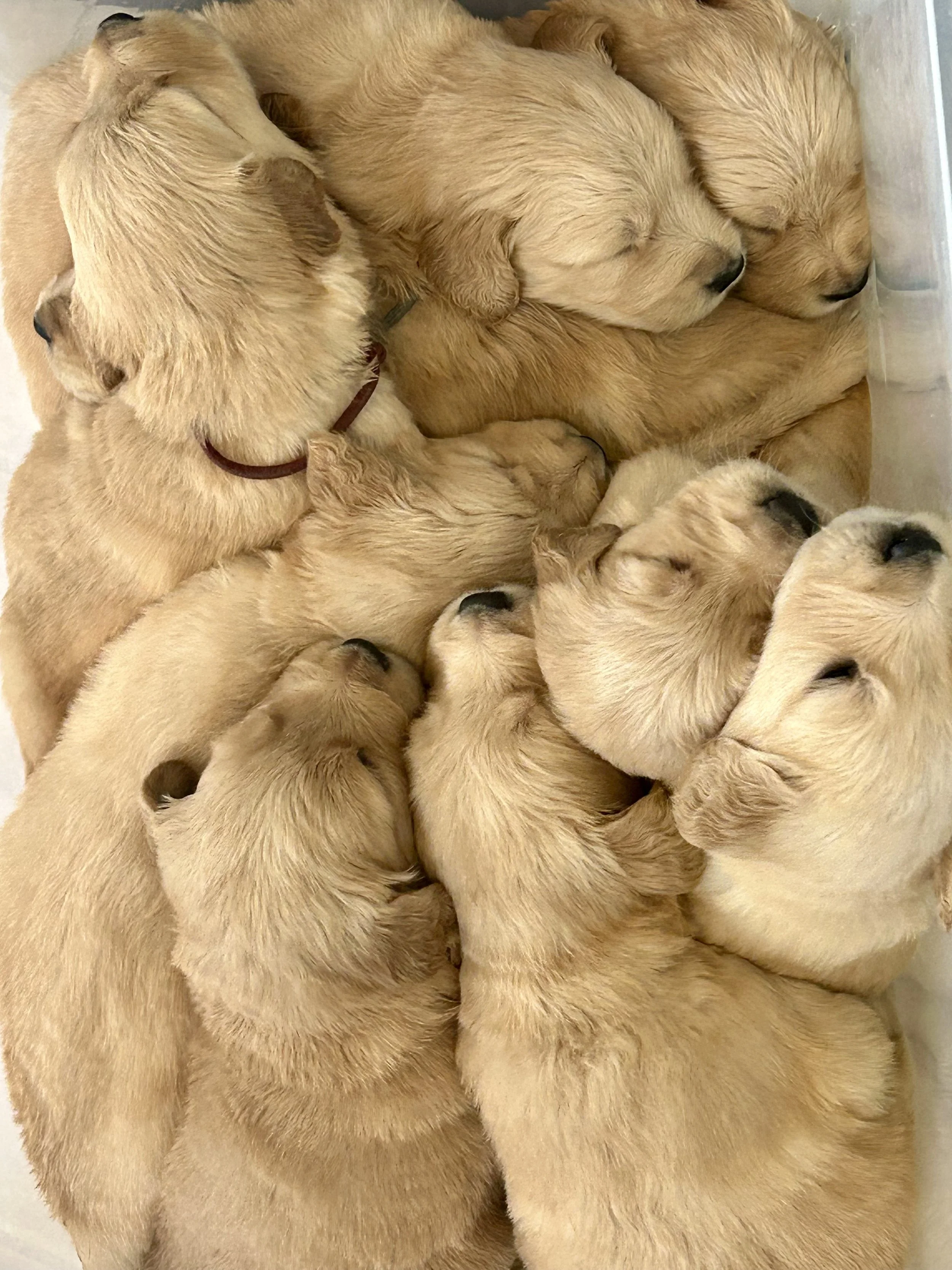 A group of golden retriever puppies sleeping closely together in a container.