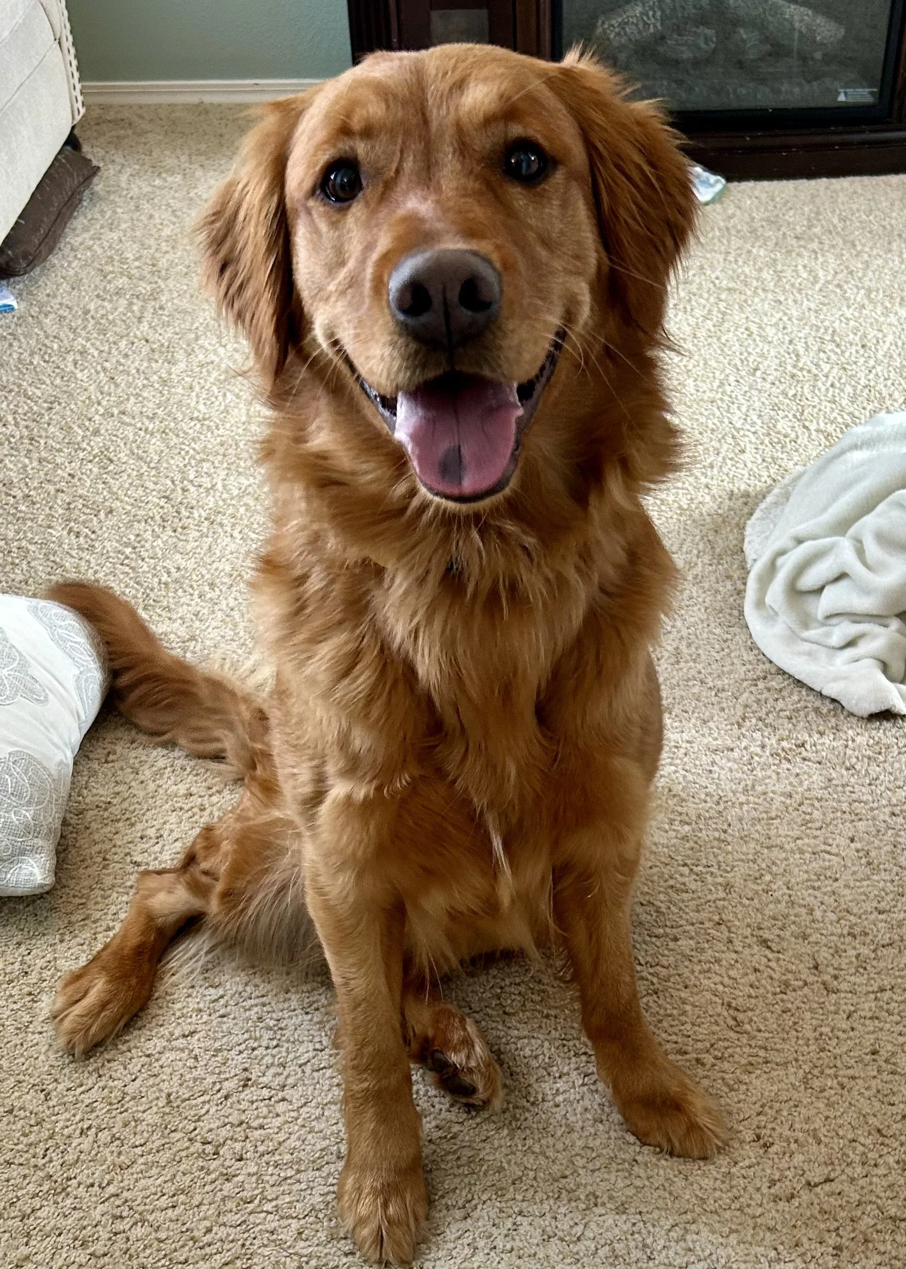 A happy golden retriever dog sitting on a beige carpet in a living room, looking at the camera with its mouth open and tongue slightly out.