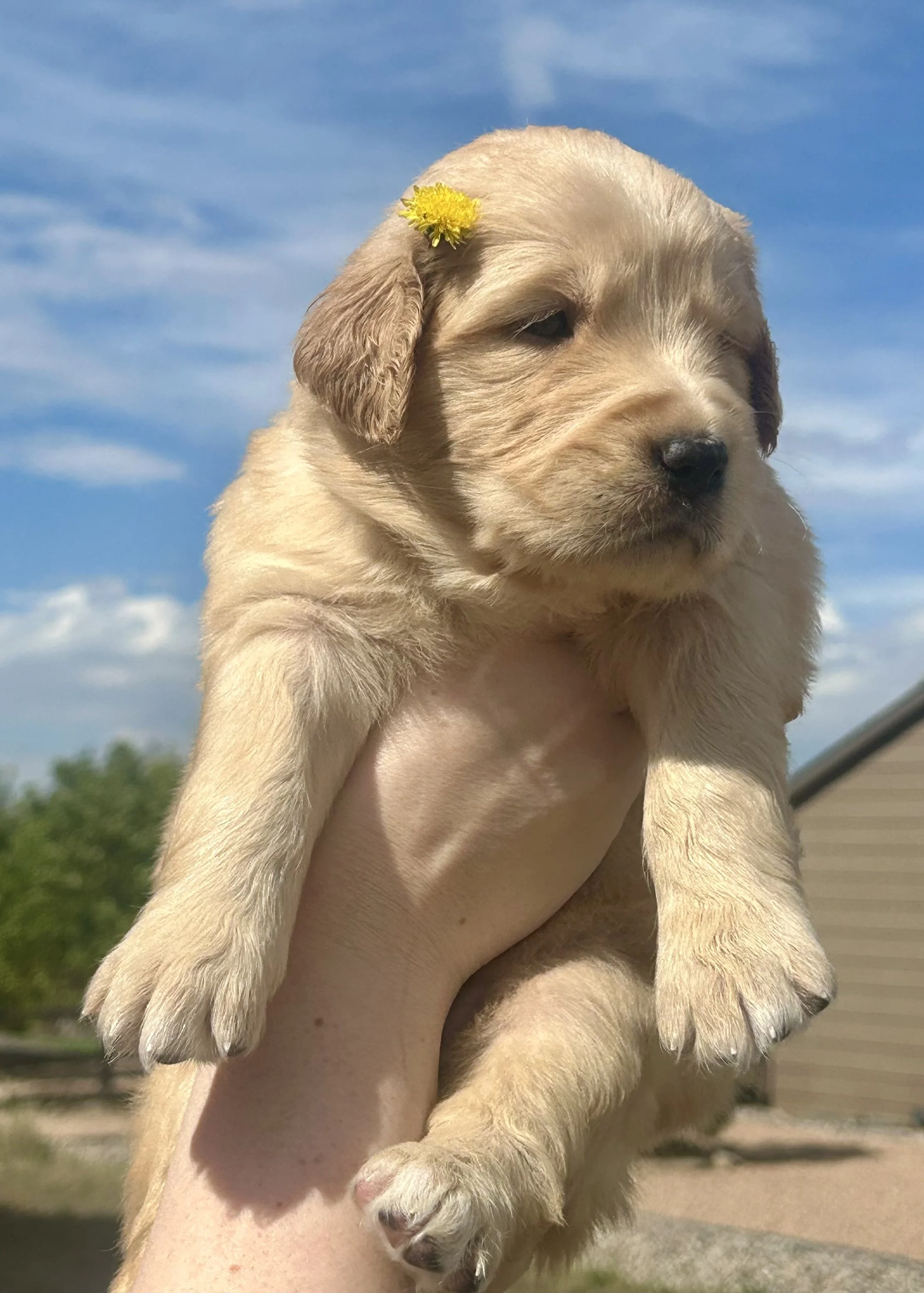 Close-up of a yellow Golden Retriever puppy with a small yellow flower behind its ear, being held up against a blue sky with clouds.