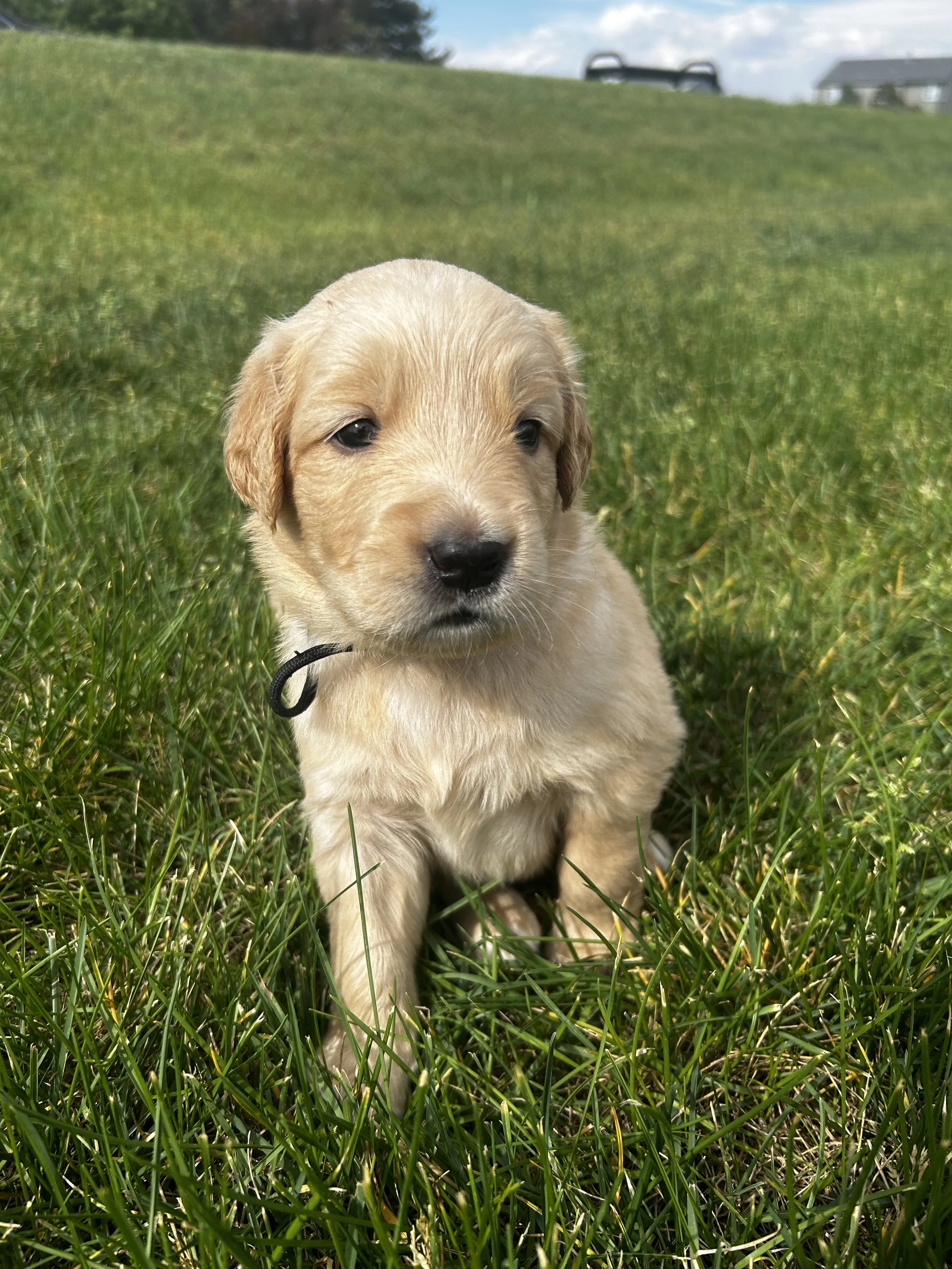 A close-up of a cute puppy sitting in a grassy field with hills, trees, and a house visible in the background on a partly cloudy day.
