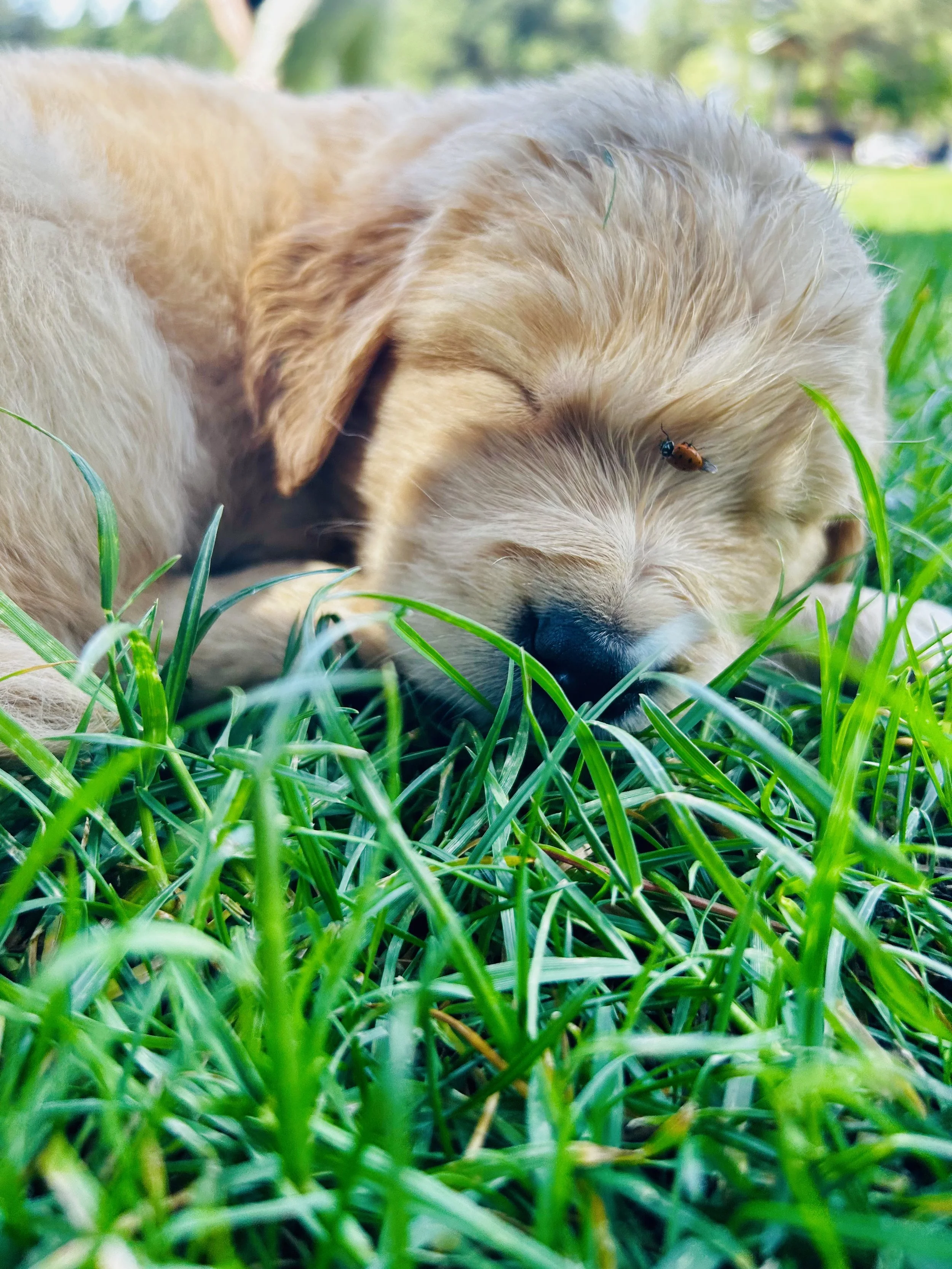 Close-up of a sleeping golden retriever puppy lying in green grass with a ladybug on its face.