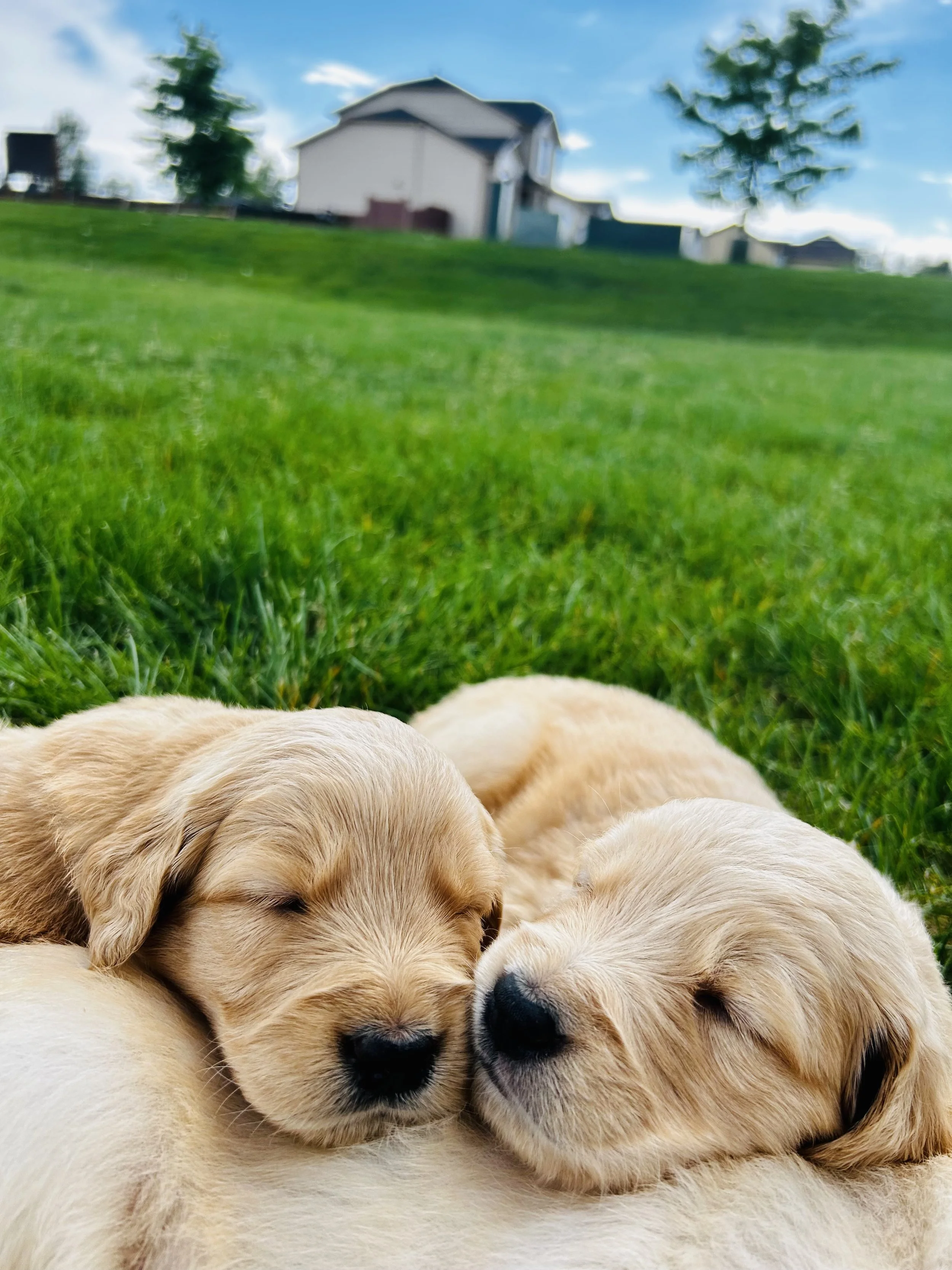 Close-up of a group of adorable golden retriever puppies sleeping on a lush green grass lawn with houses, trees, and a blue sky with clouds in the background.