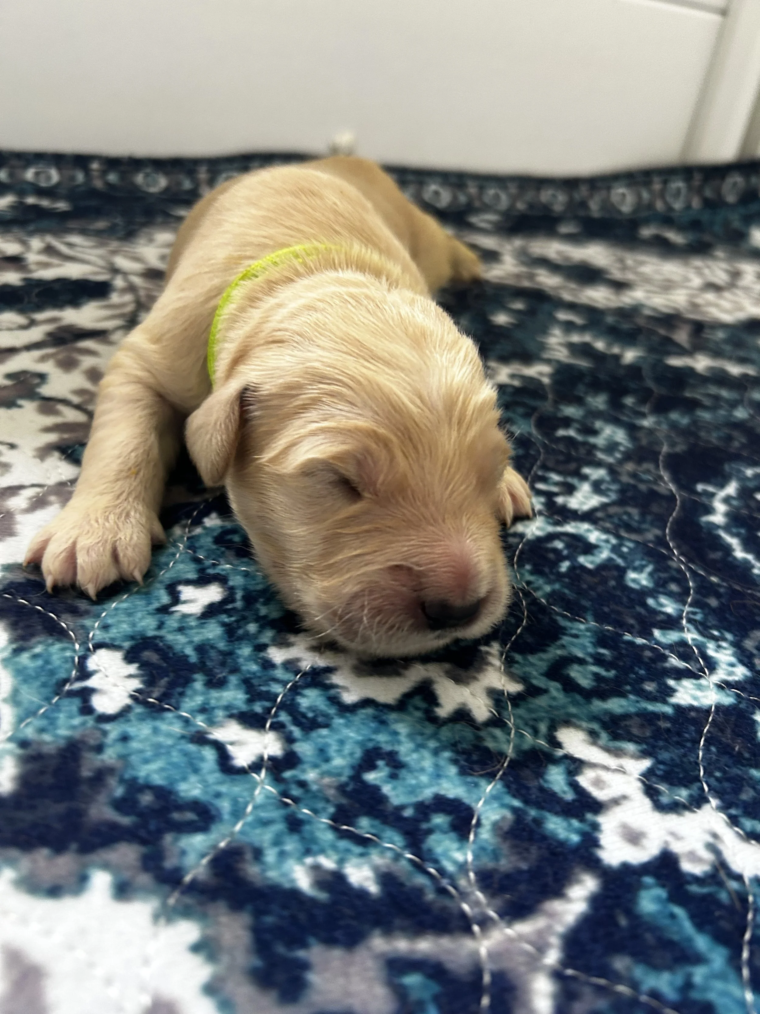 A small, light brown puppy with closed eyes lying on a quilted blanket with a blue and white pattern.