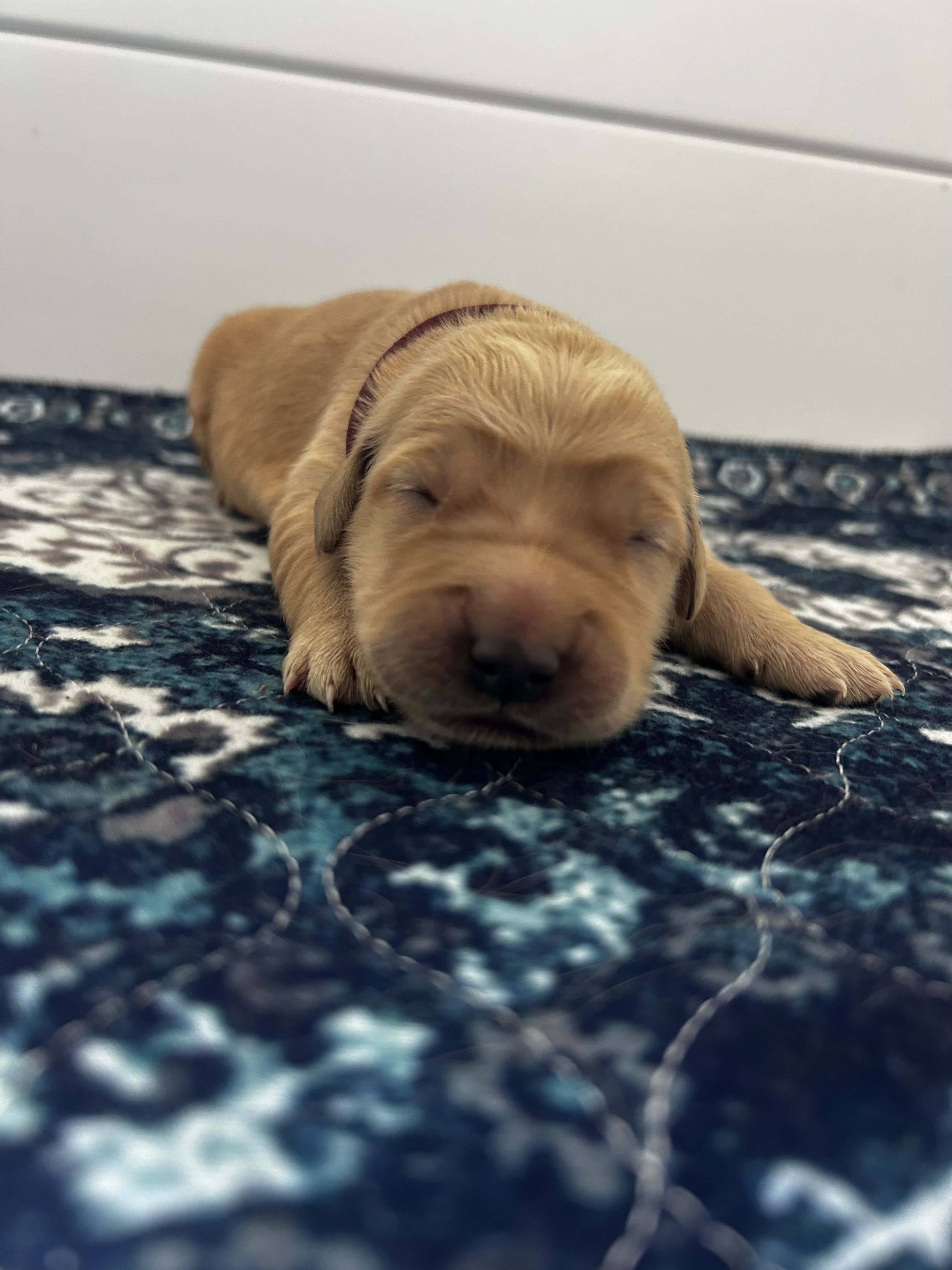 A sleeping golden retriever puppy lying on a patterned rug in front of a white wall and furniture.
