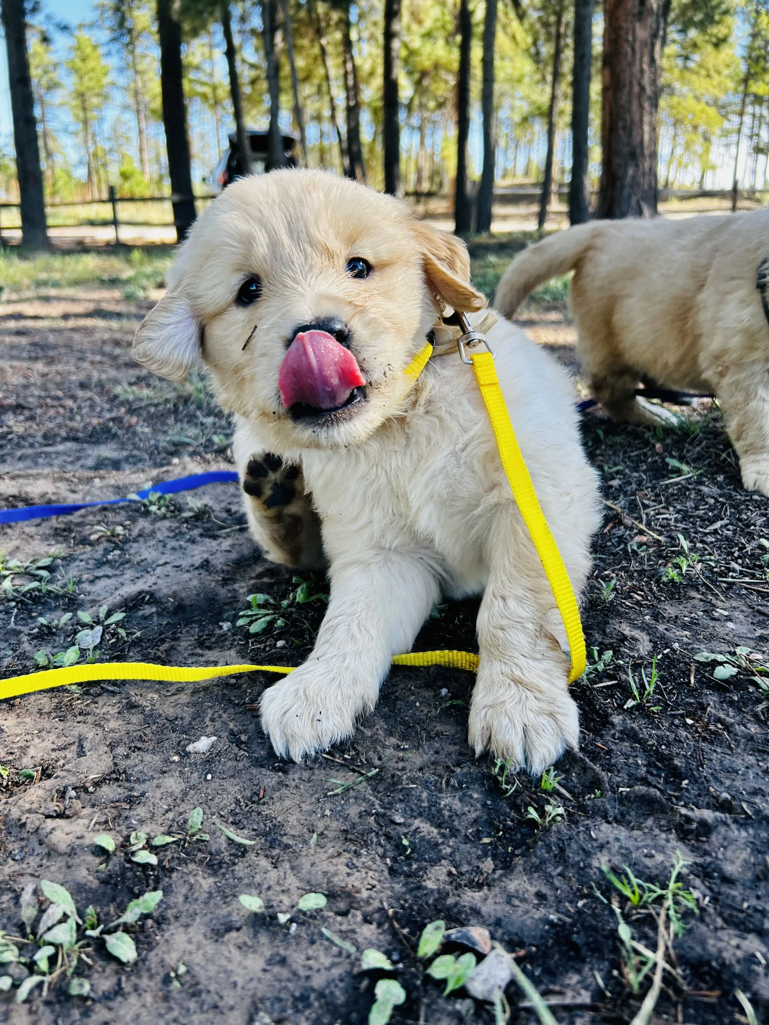 A cute puppy with a yellow leash, sitting on the ground in a wooded area, licking the nose, with another dog partially visible behind it.