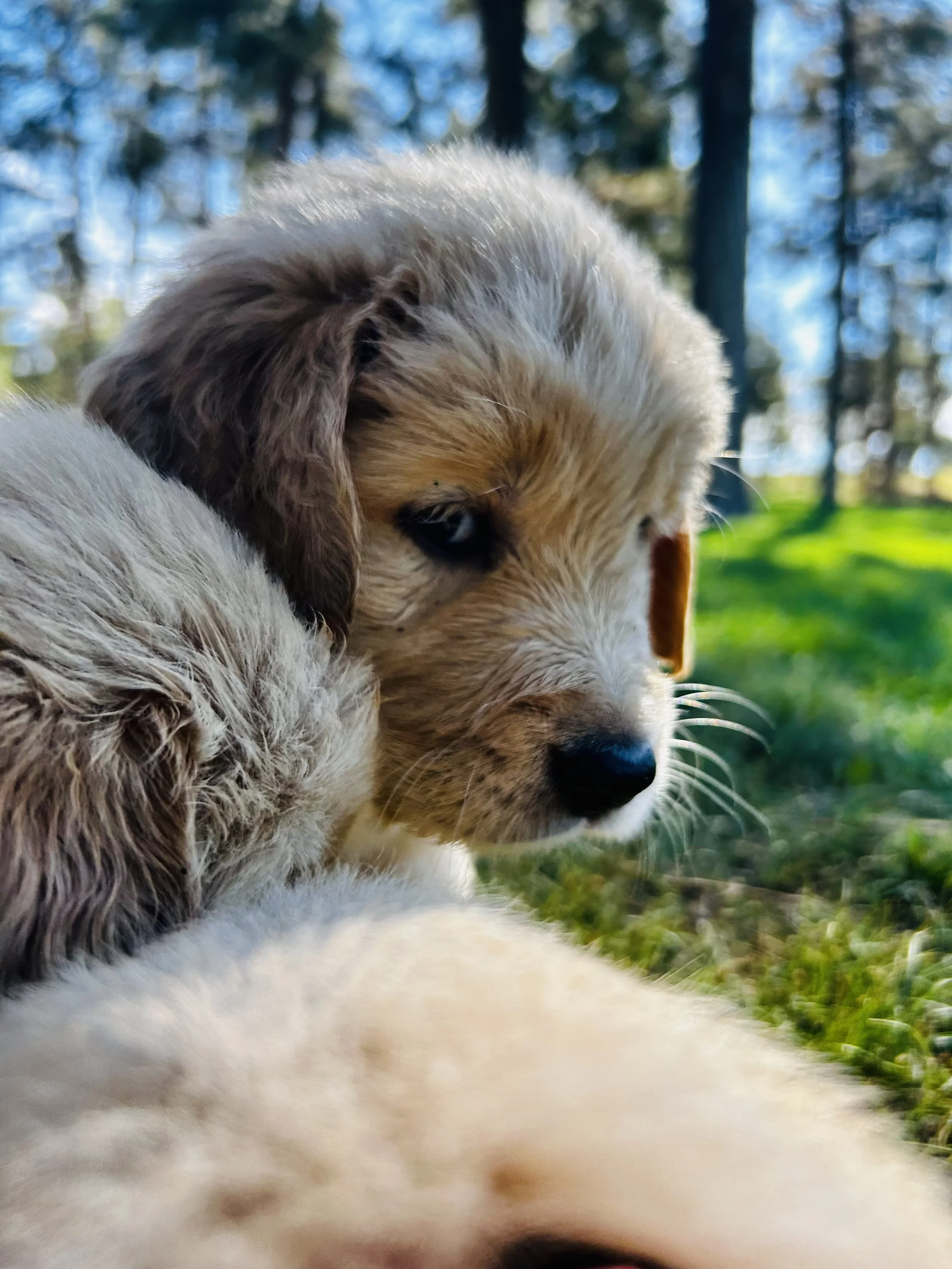 Close-up of a puppy with brown and white fur, lying outdoors in a grassy area, with trees and blue sky in the background.