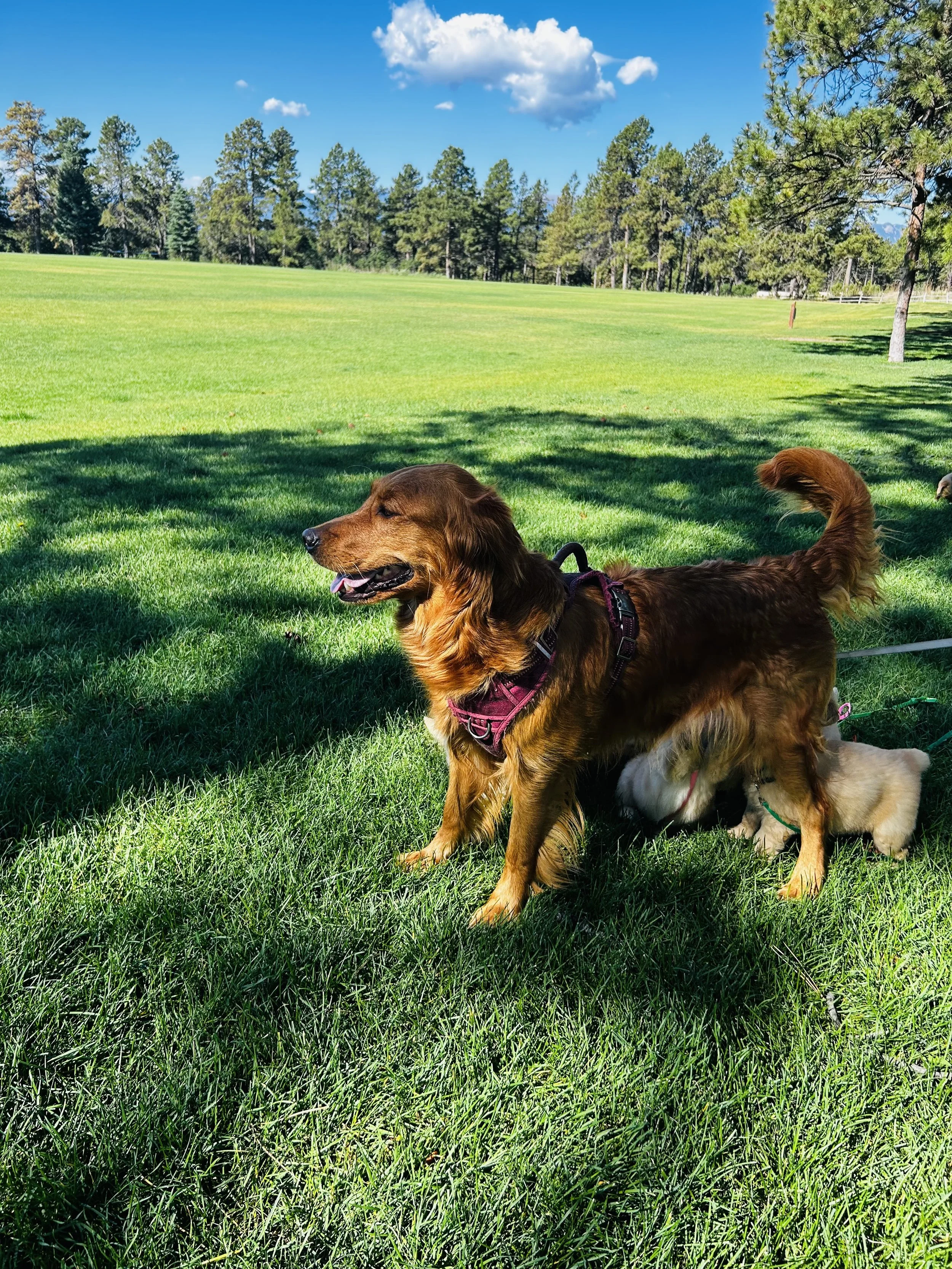A brown dog with a harness standing on a grassy field with trees in the background under a blue sky with white clouds.