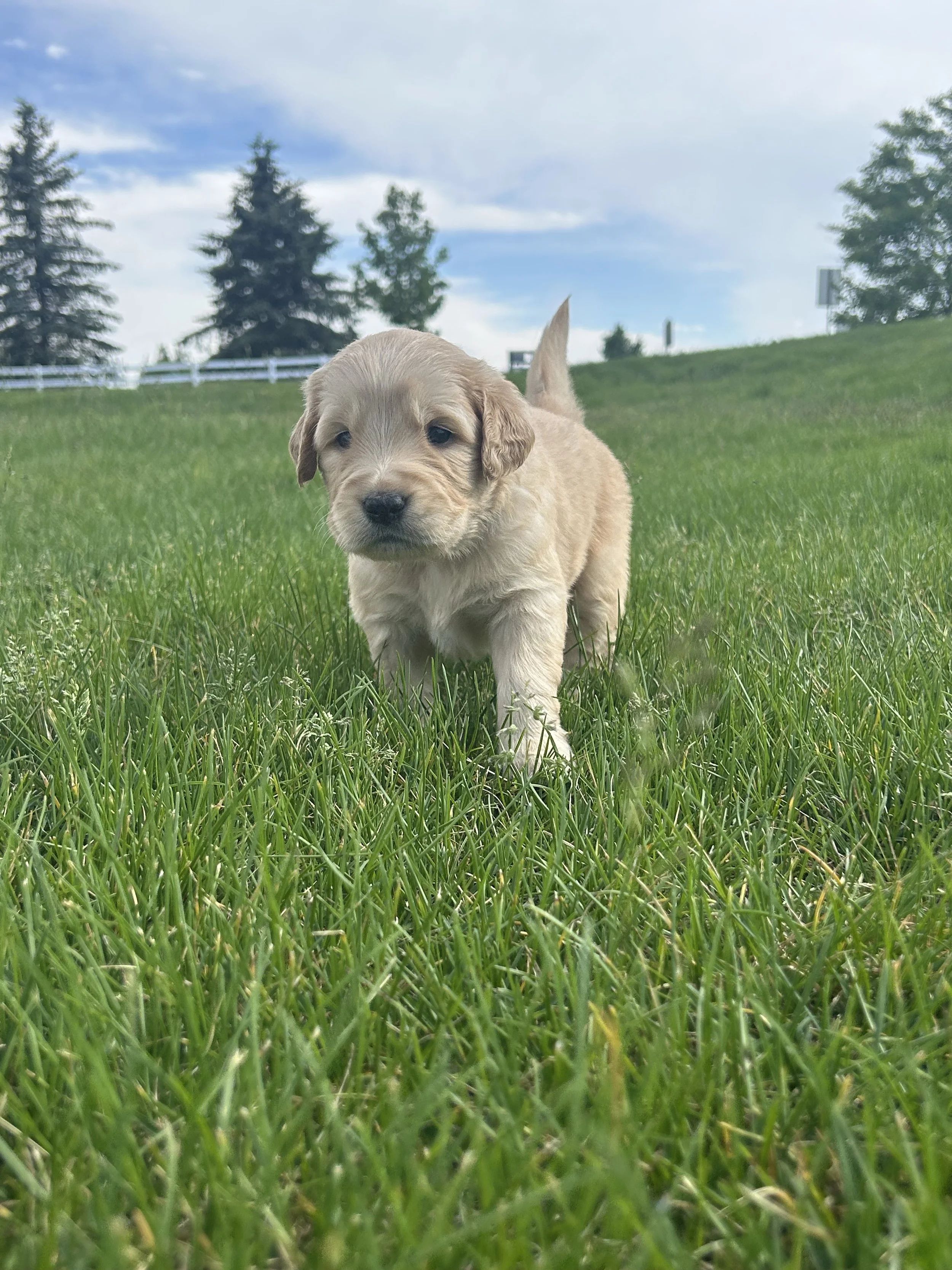 A young golden-colored puppy walking on green grass in a park under a partly cloudy sky with trees and a white fence in the background.
