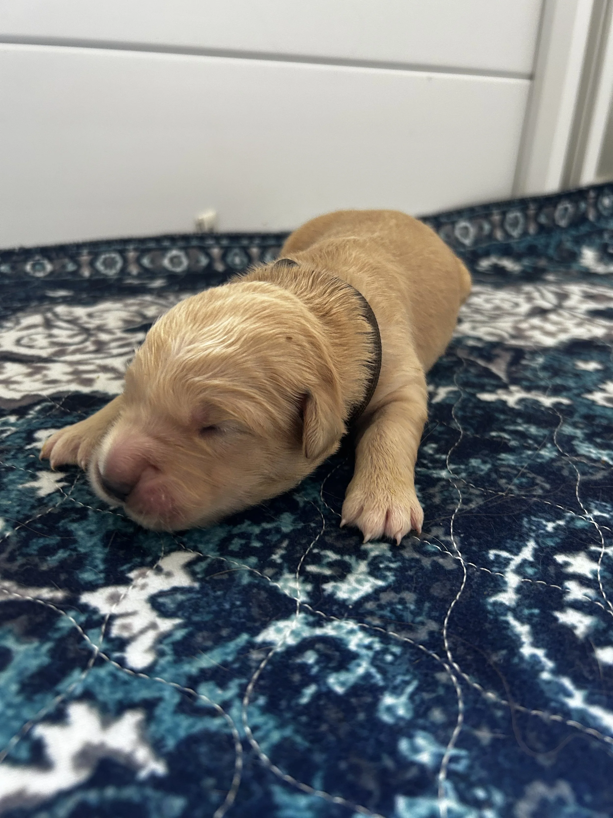 A newborn puppy with light brown fur sleeping on a blue patterned quilted bedspread.