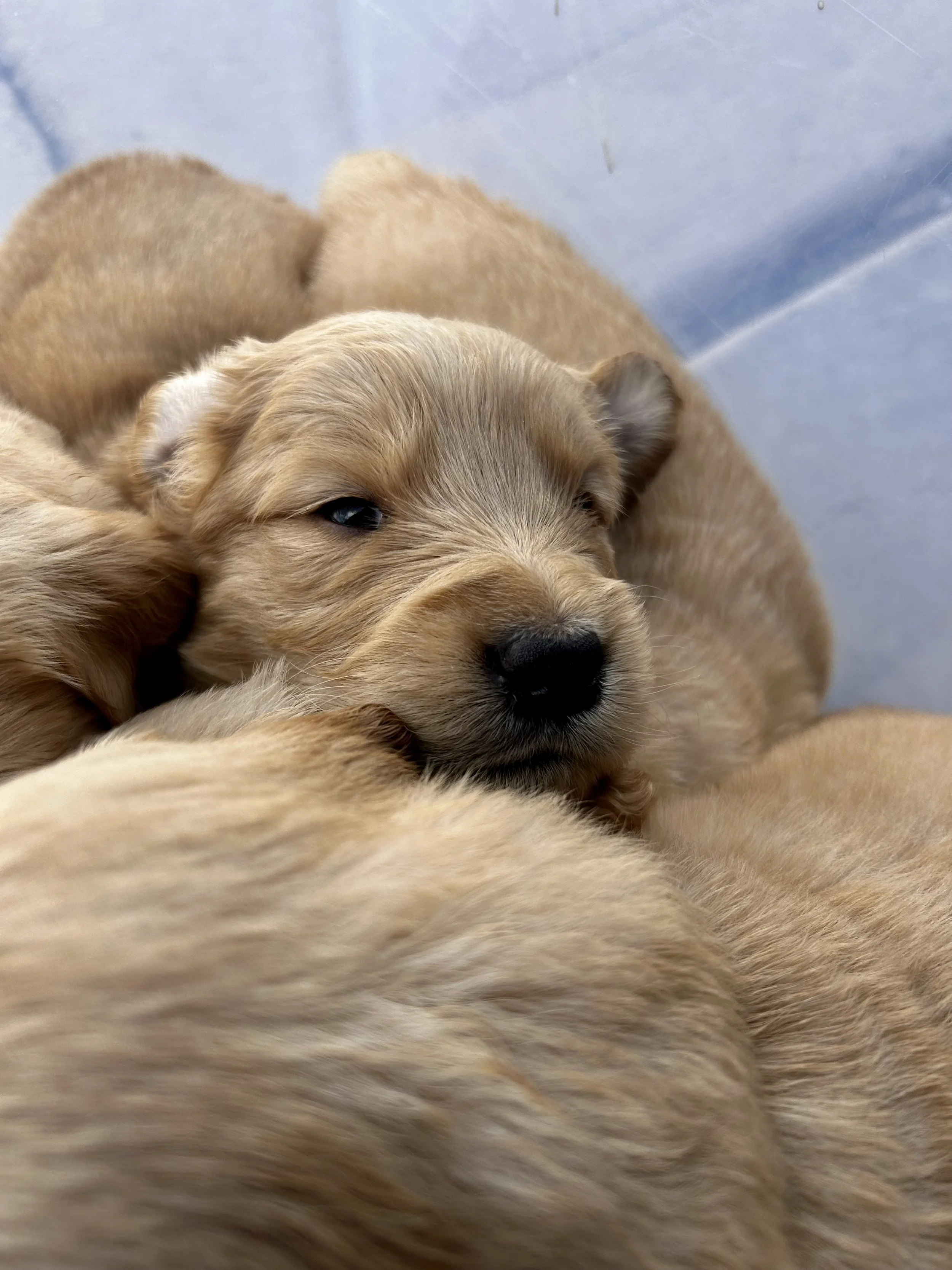 Close-up of two light-colored puppies, one resting its head on the other's back, with a blurred background.