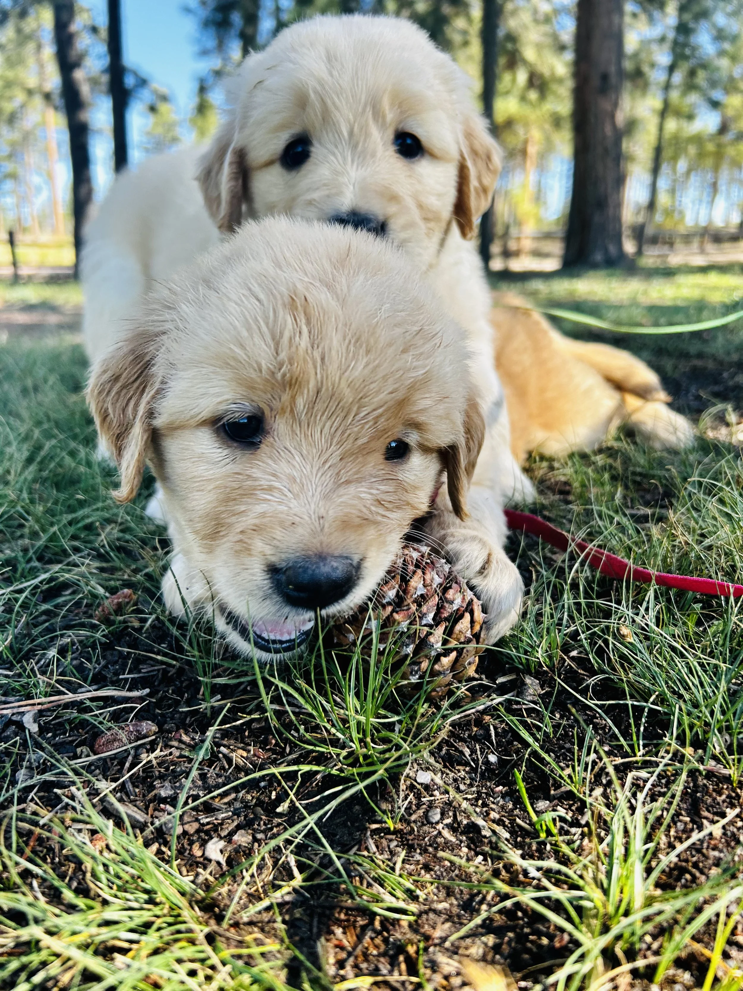 Two adorable puppies, one with a light-colored coat and another with a darker coat, playing outdoors on grass with trees and a blue sky in the background.