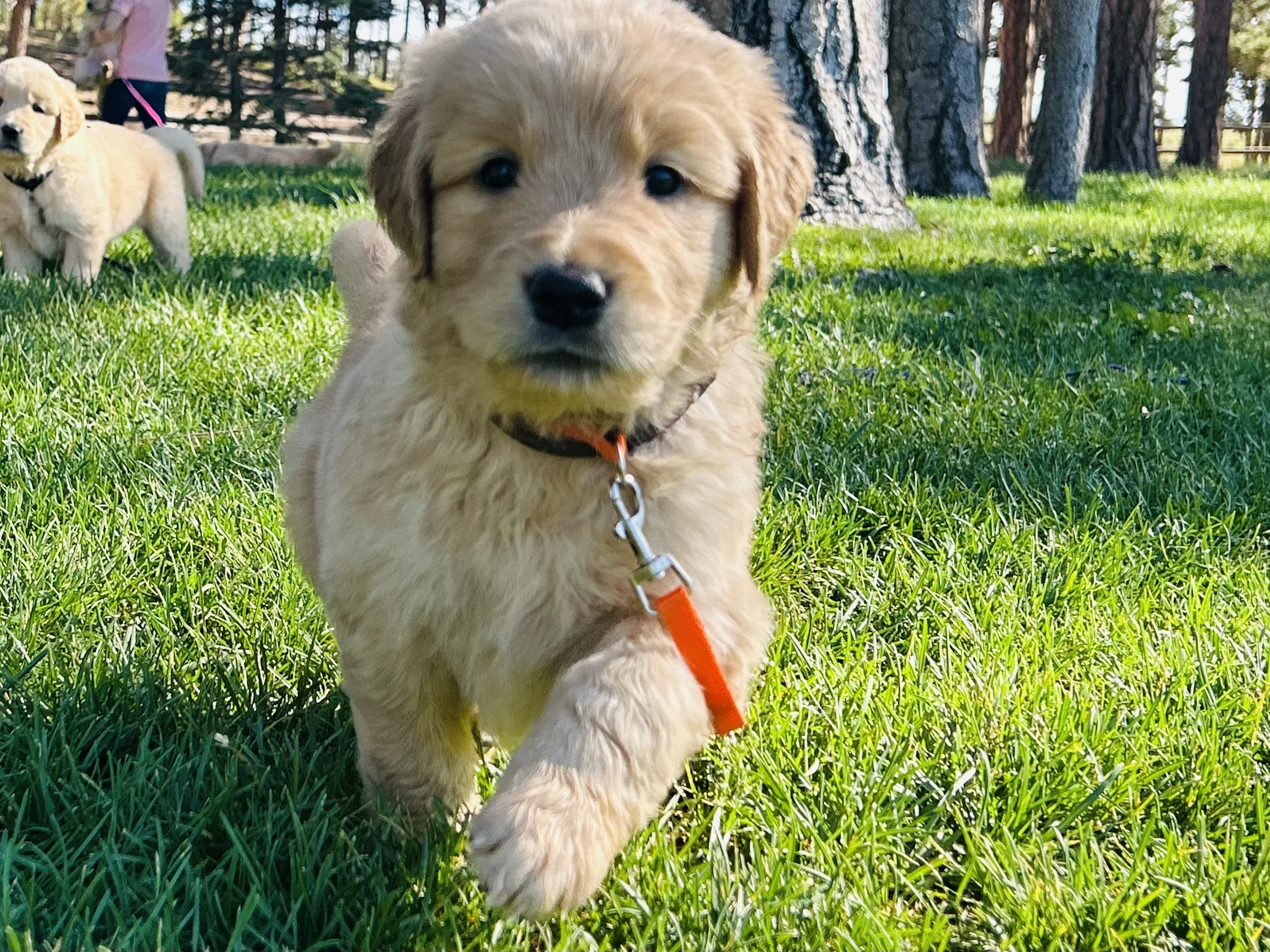 Close-up of a golden retriever puppy walking on green grass with trees in the background.