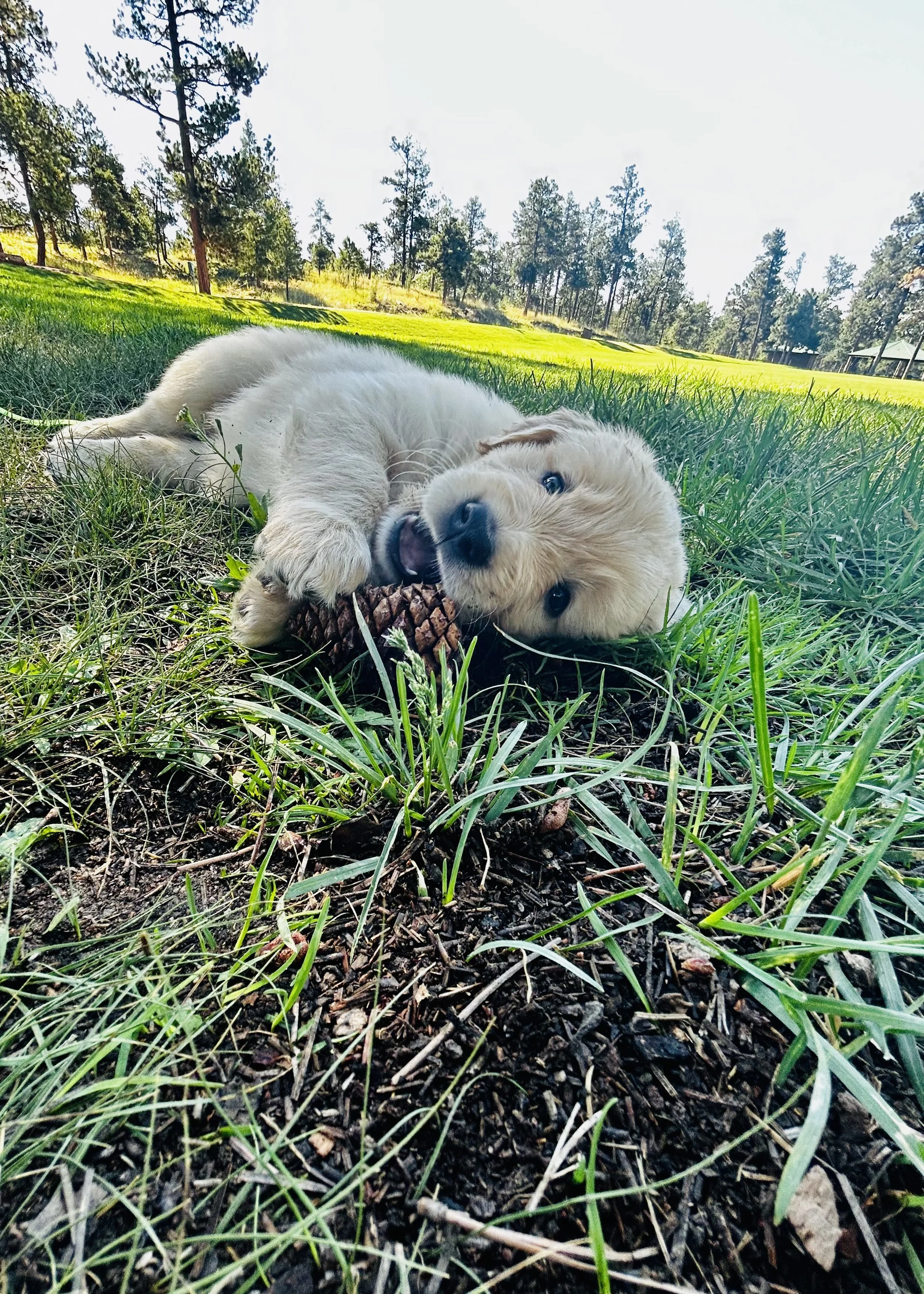 A playful golden retriever puppy lying on the grass, chewing on a pine cone, in a park with trees and a pavilion in the background.