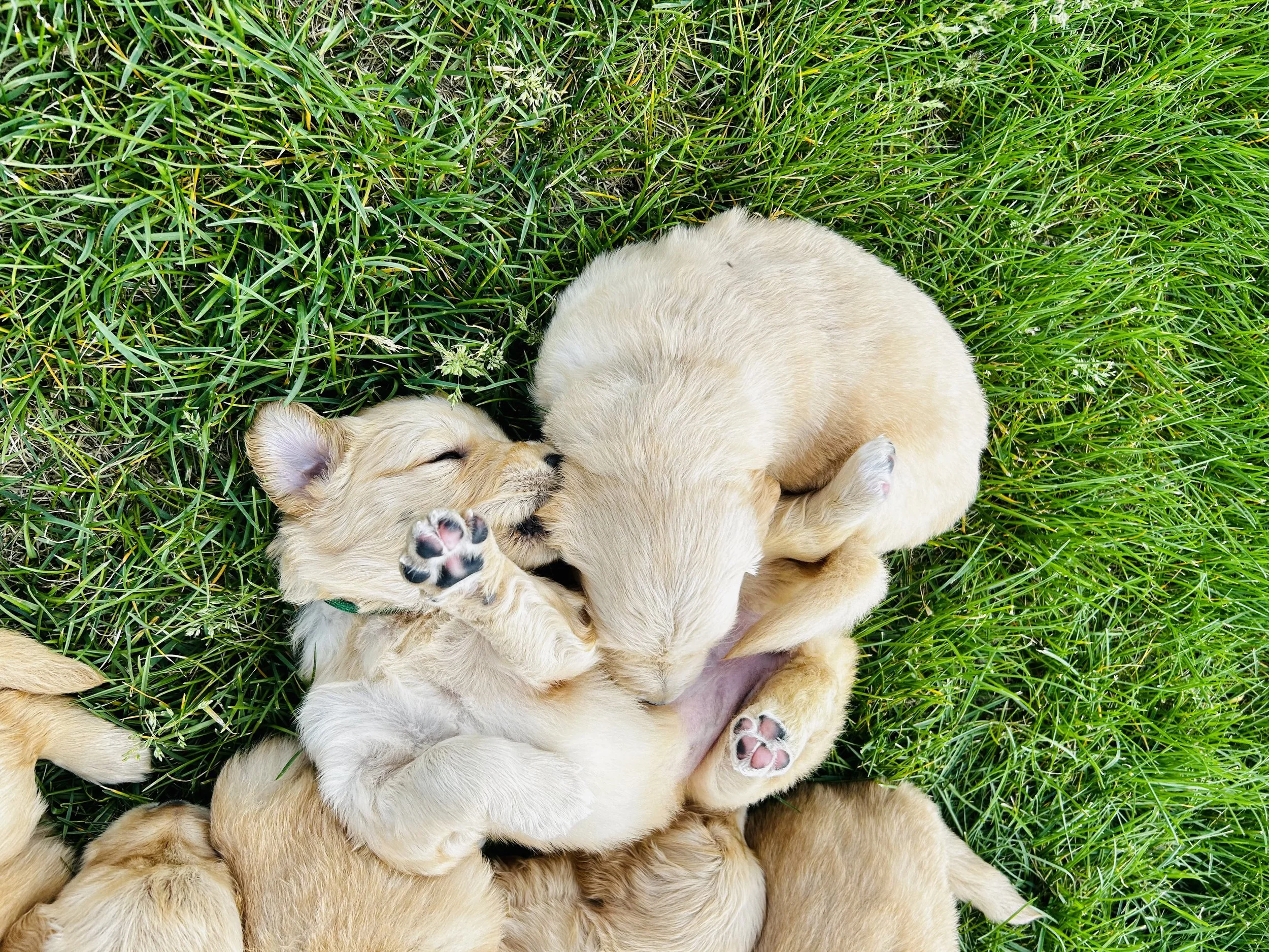 Multiple golden retriever puppies lying and playing in green grass, cuddling each other.