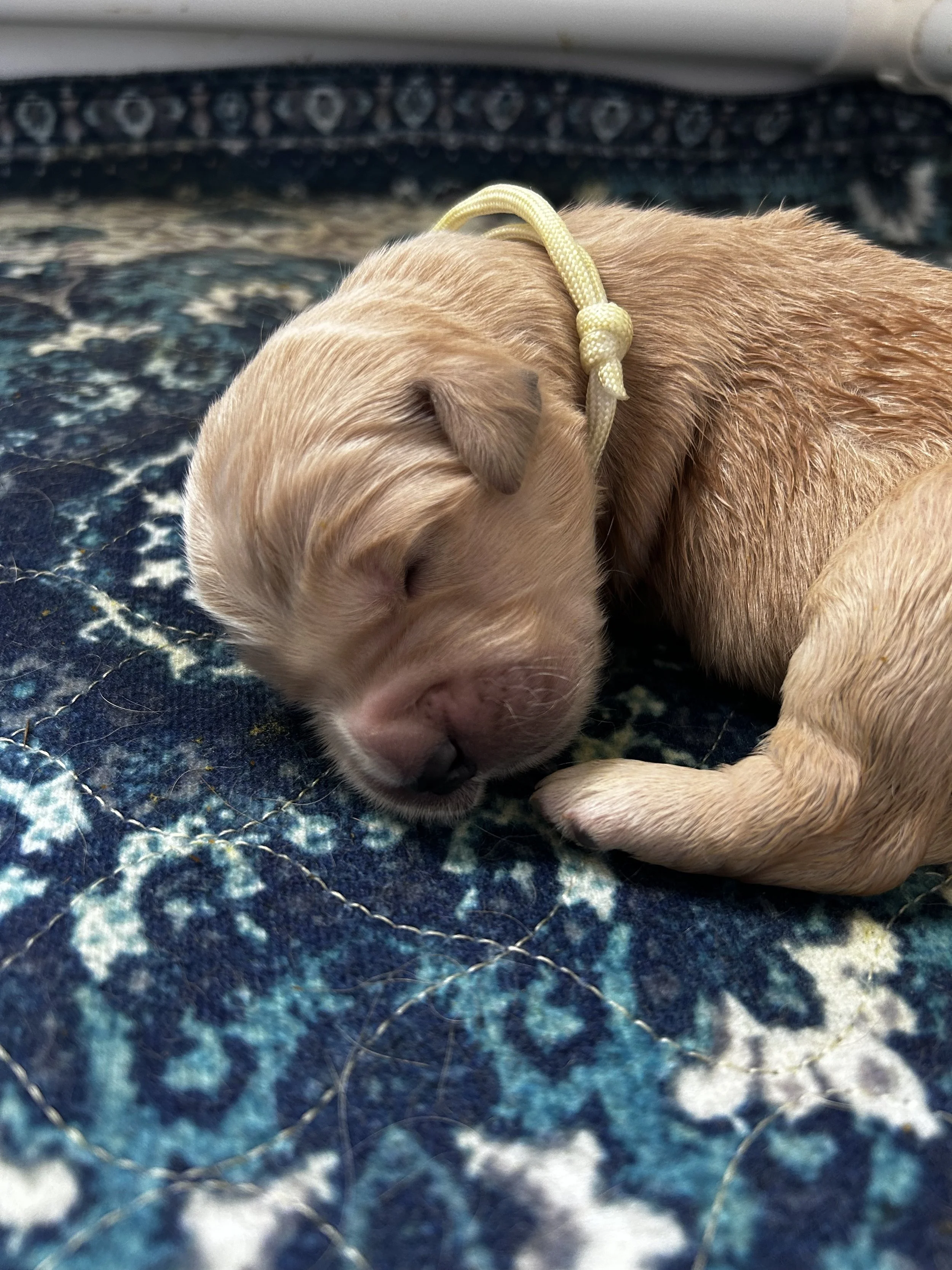 A sleeping puppy with light fur, wearing a yellow collar, lying on a dark, patterned blanket.
