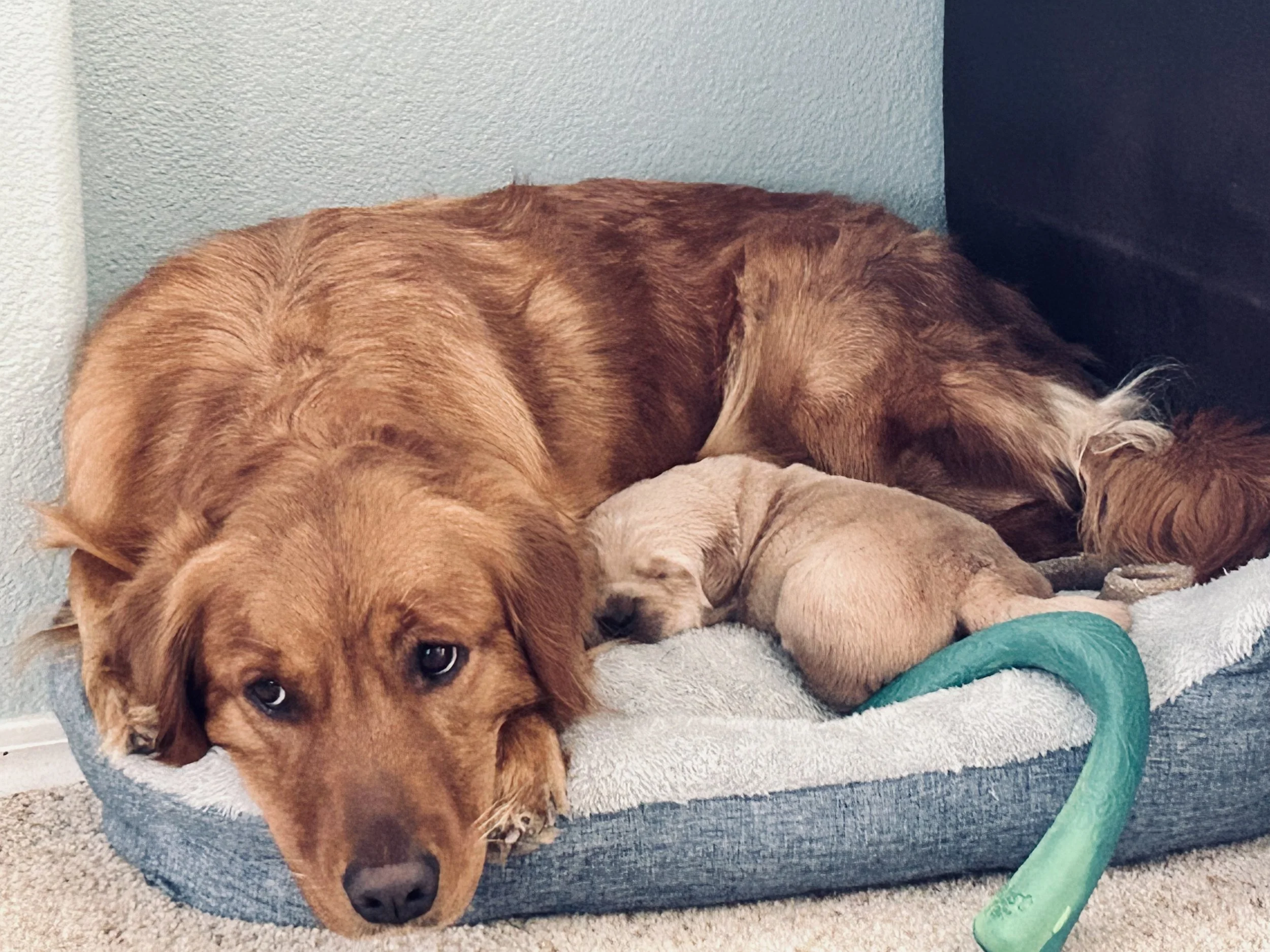 A brown dog with floppy ears and expressive eyes is lying on a cushioned dog bed, resting its head on the edge and looking at the camera. Another dog, light in color, is lying next to it, partially obscured.