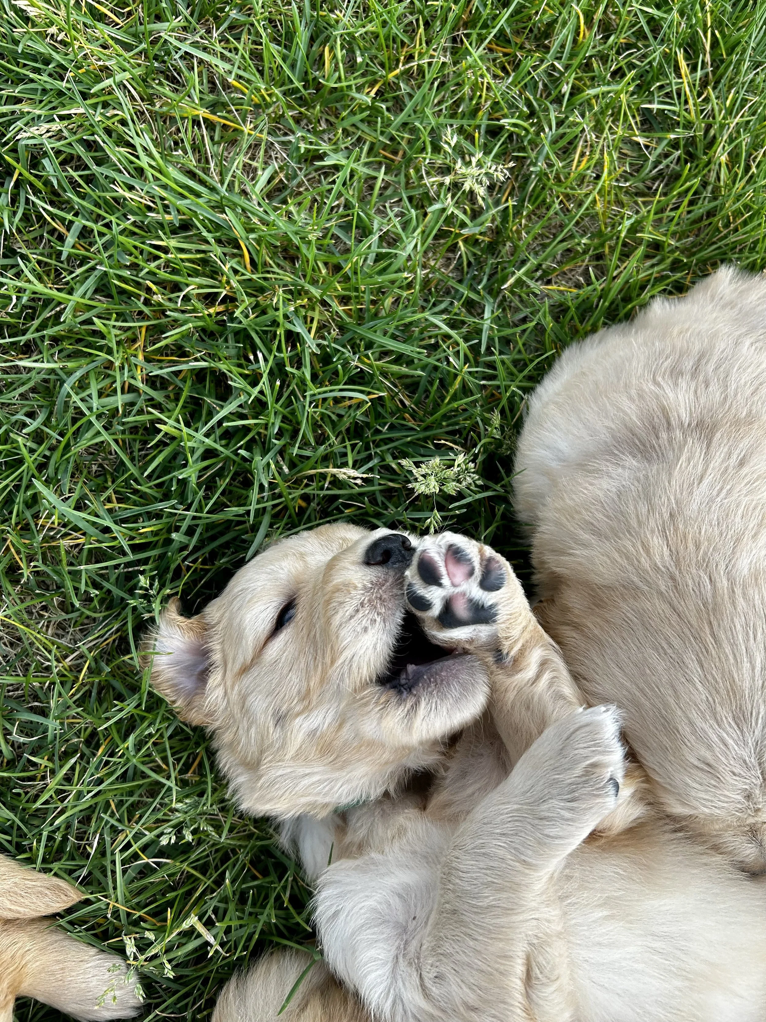A playful puppy lying on green grass, looking up and biting or playing with its paw.