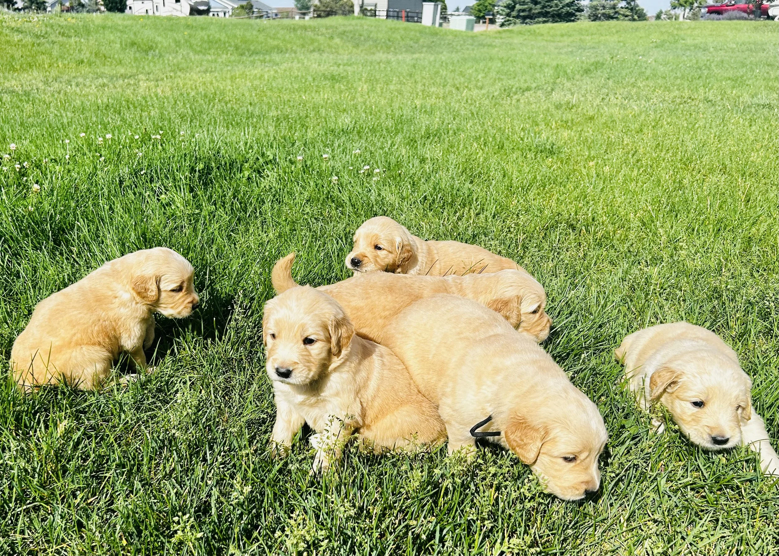 Group of golden retriever puppies lying on green grass in a park on a sunny day.