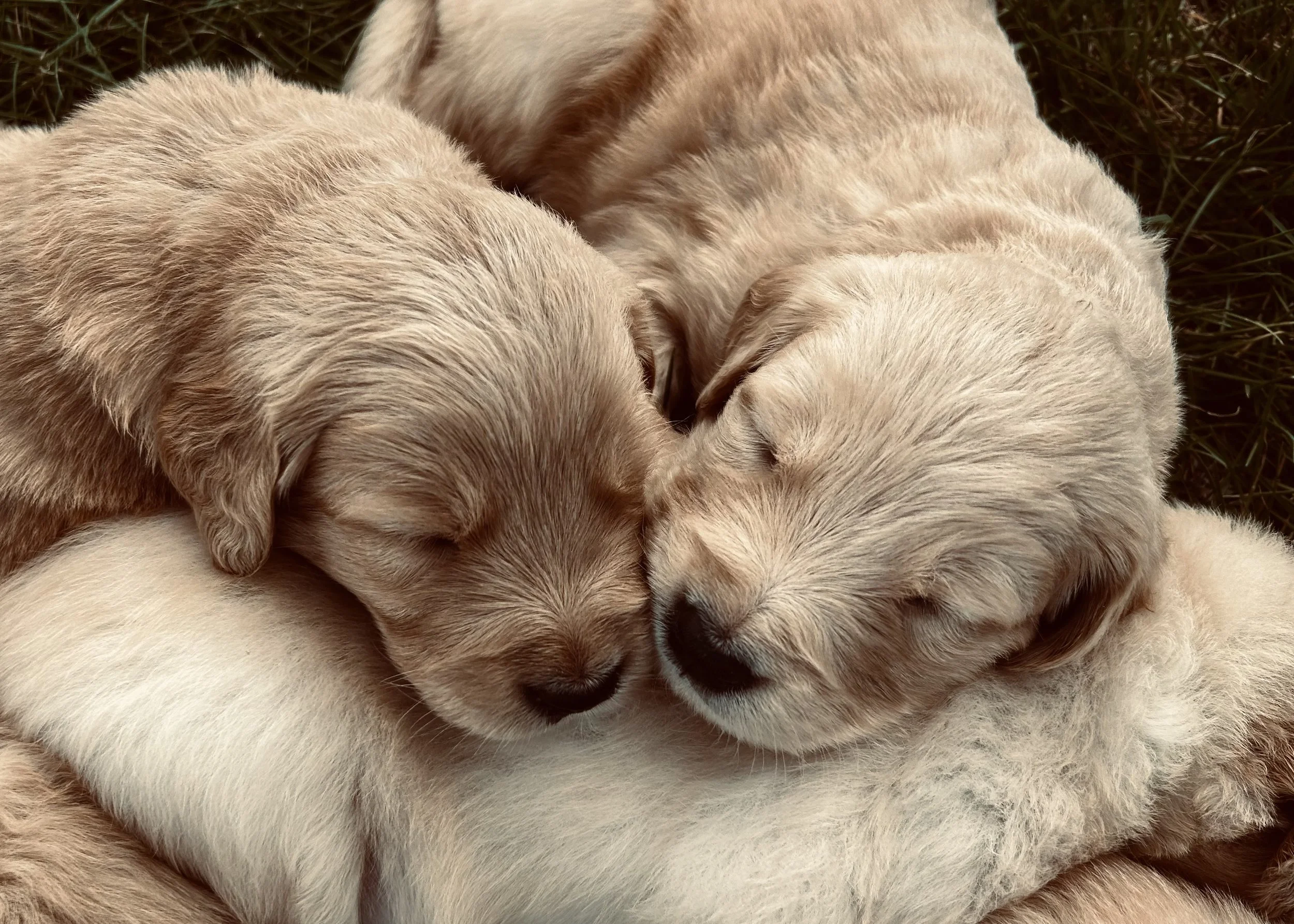 Close-up of three sleeping puppies with cream-colored fur, curled up together on grass.