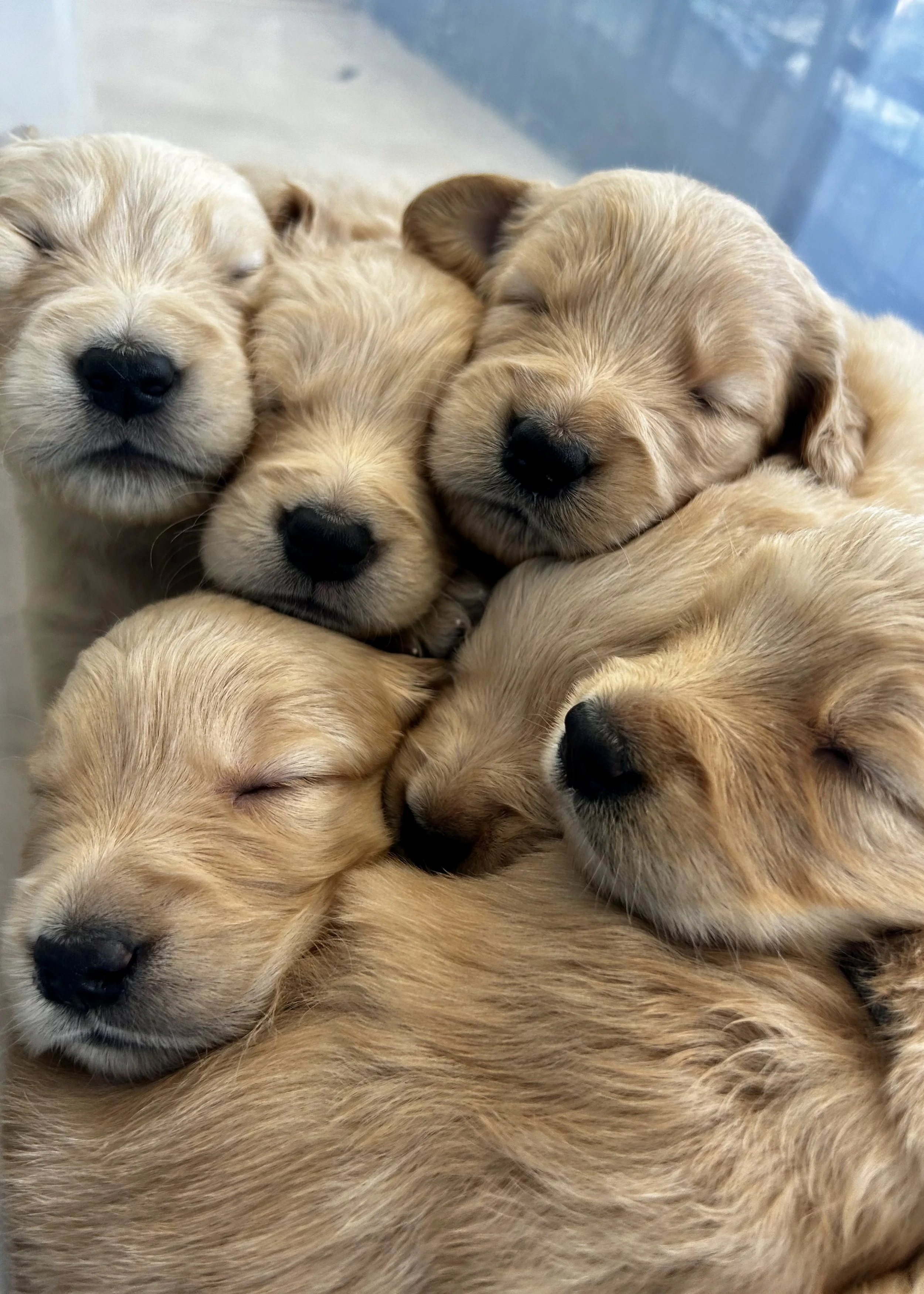Close-up of five sleeping golden retriever puppies cuddled together with their eyes closed