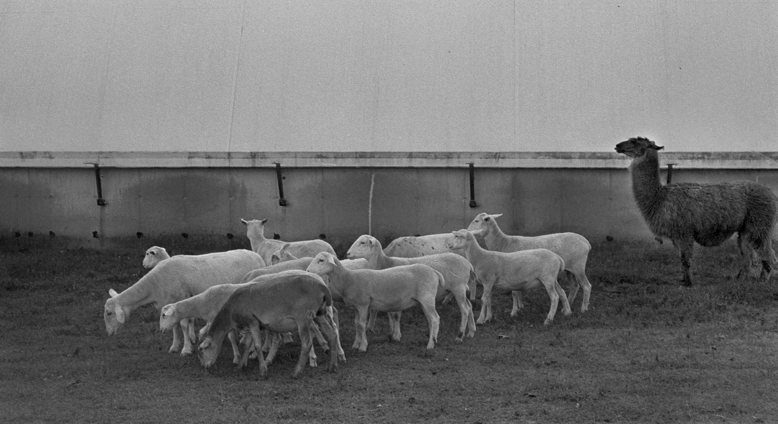 more llama and sheep 222.png